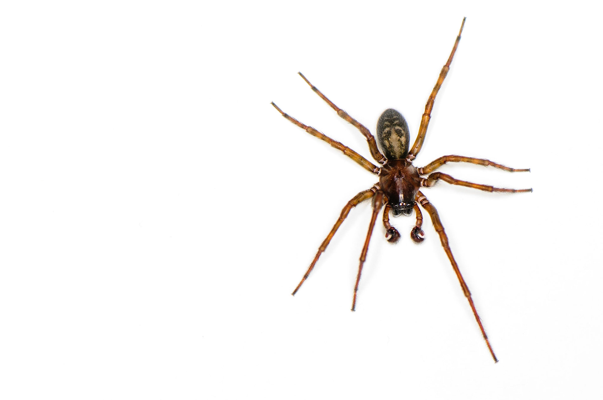Spider in my tub