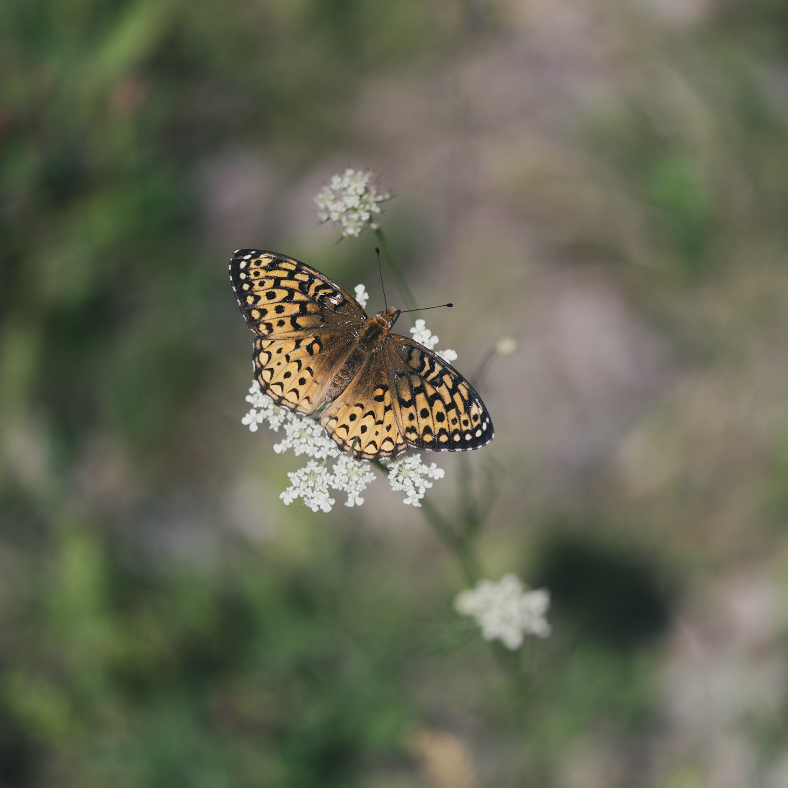 All the time