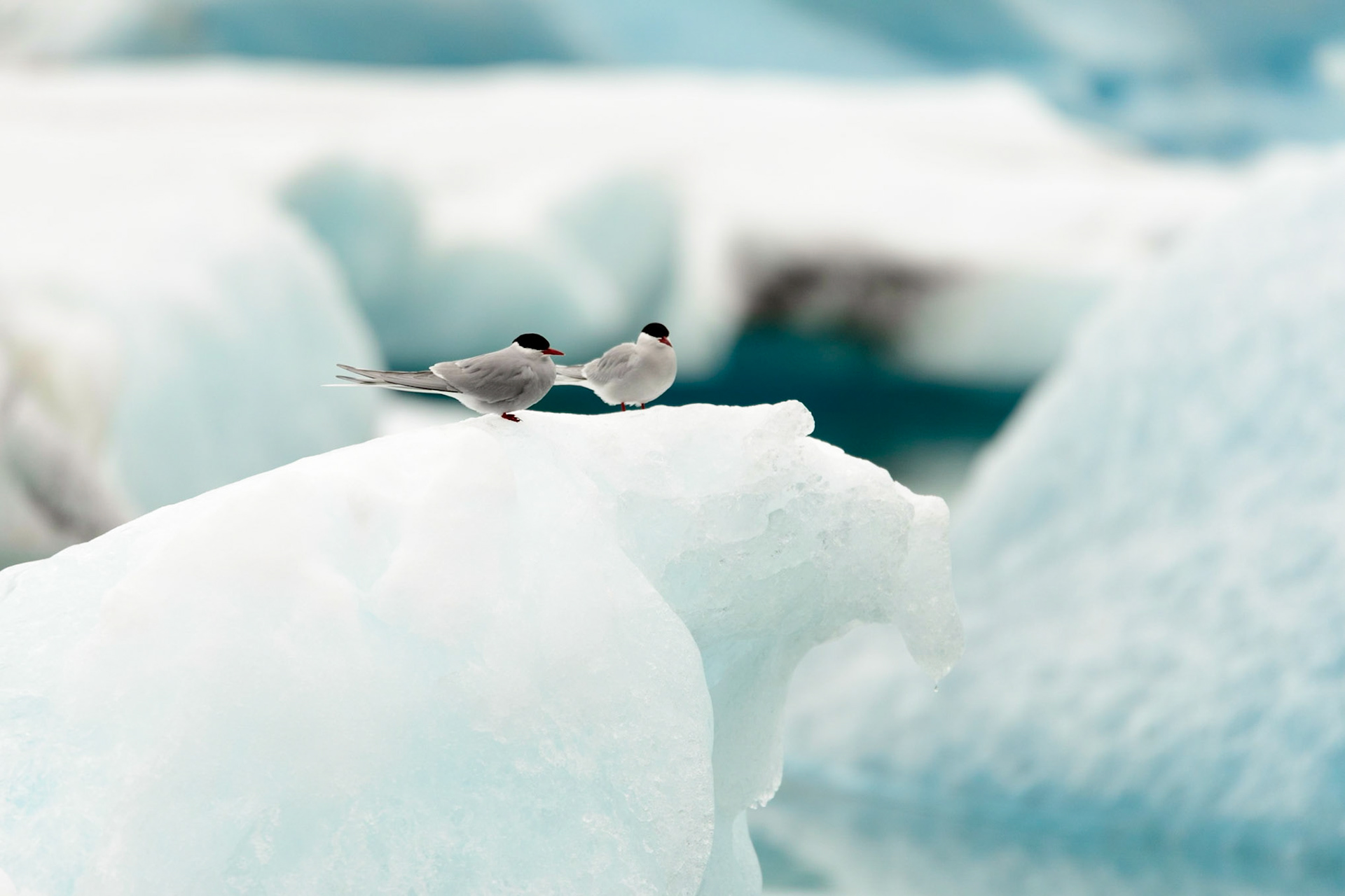 Arctic Tern