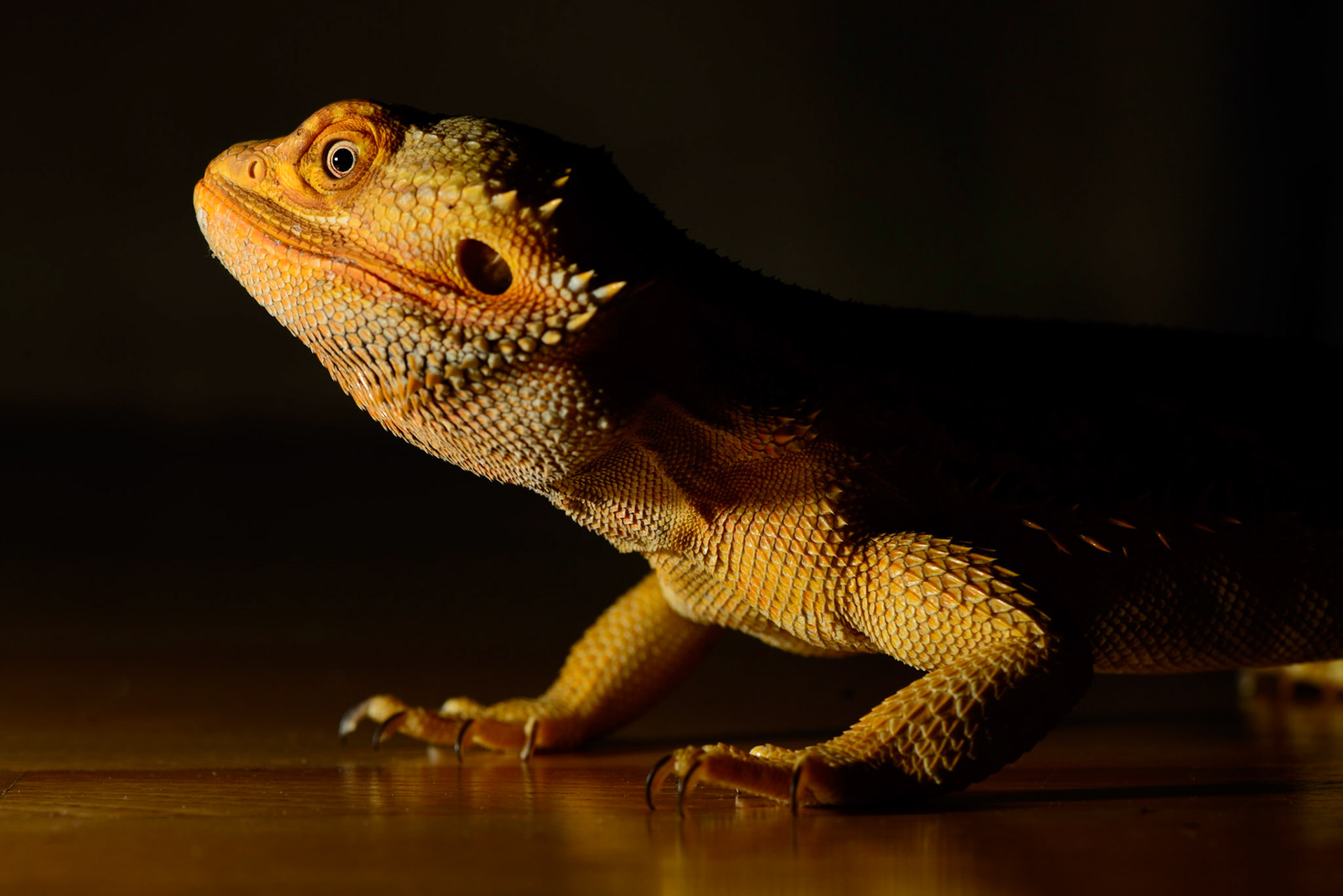 The Most Handsome Beardie in the World