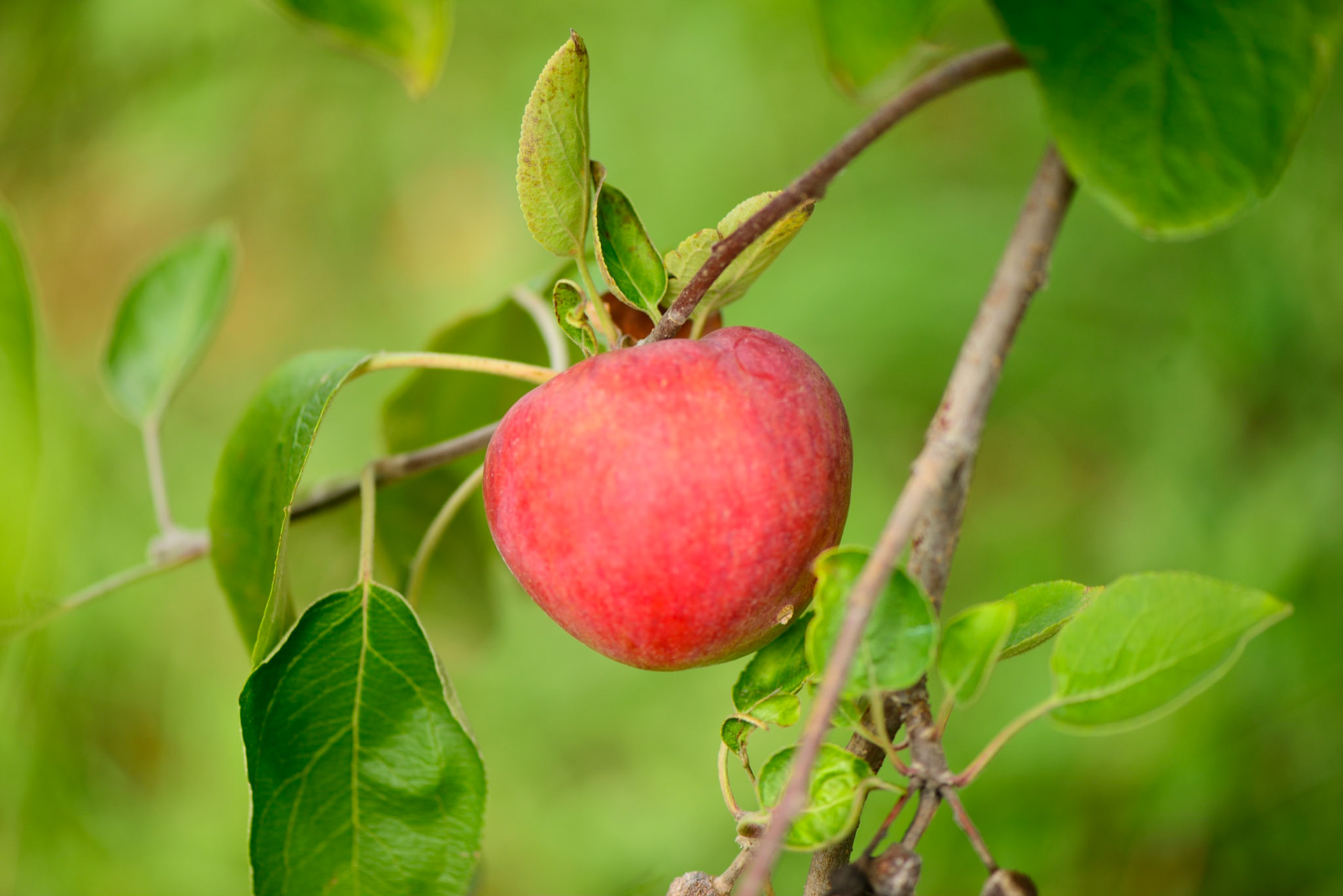 Apple Picking