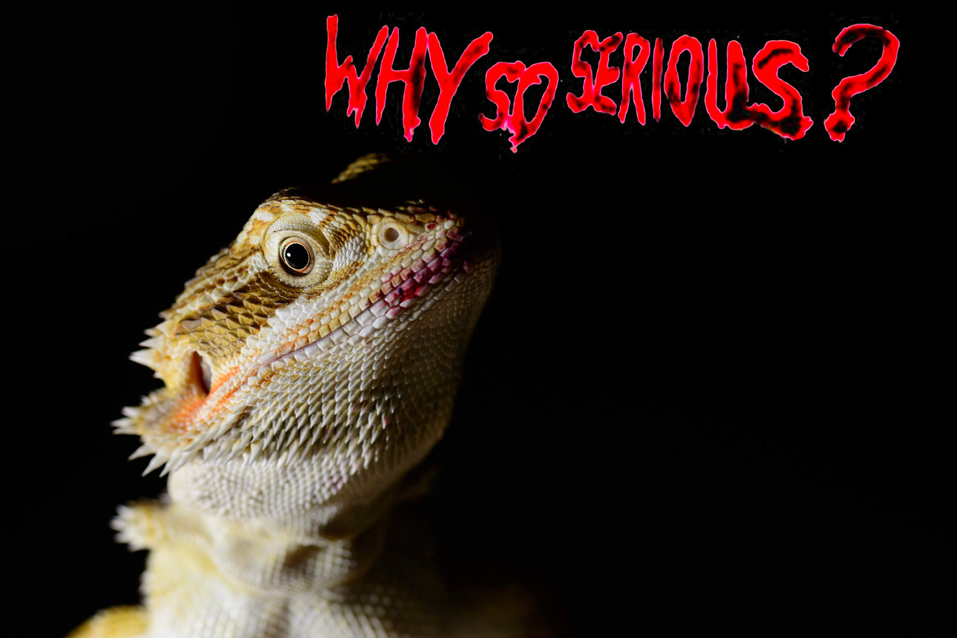 Some bearded dragons just want to watch the world burn
