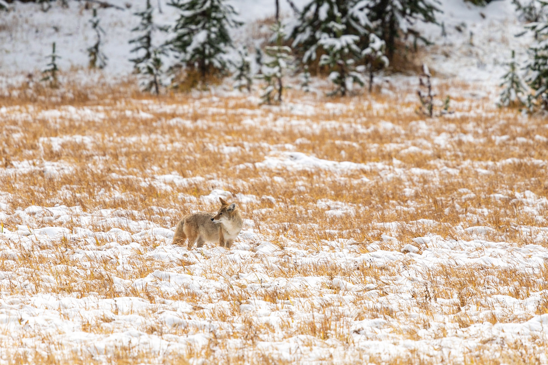 Coyote