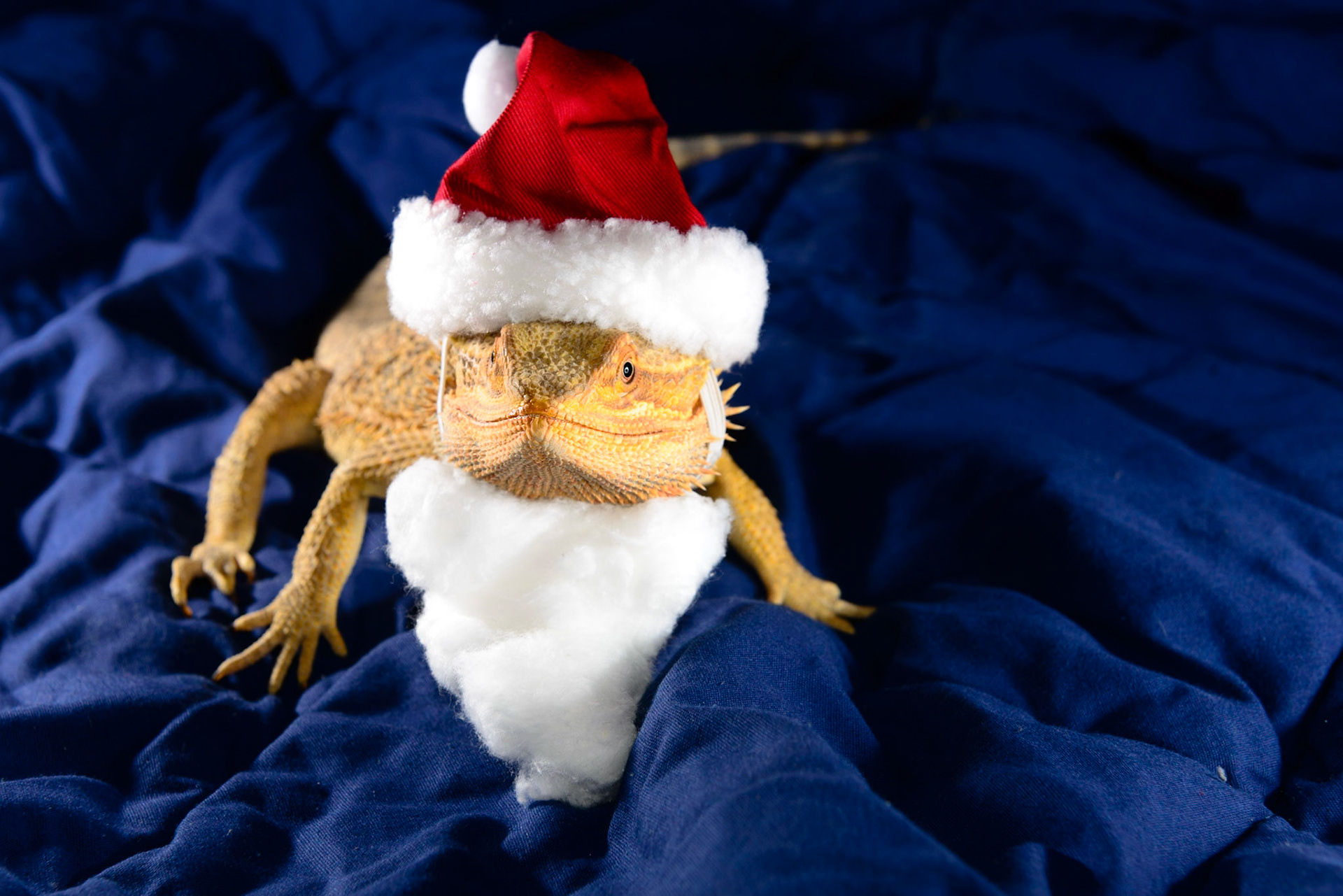Getting Into the Christmas Spirit