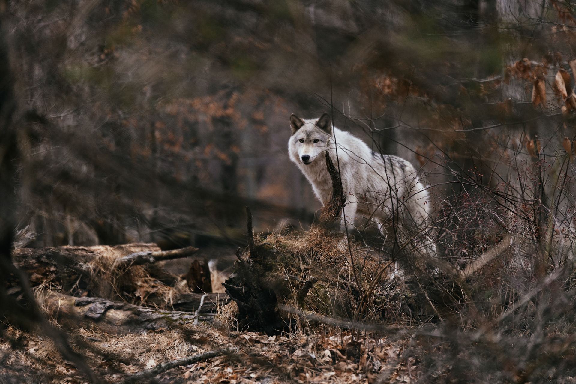 Lakota Wolf Preserve