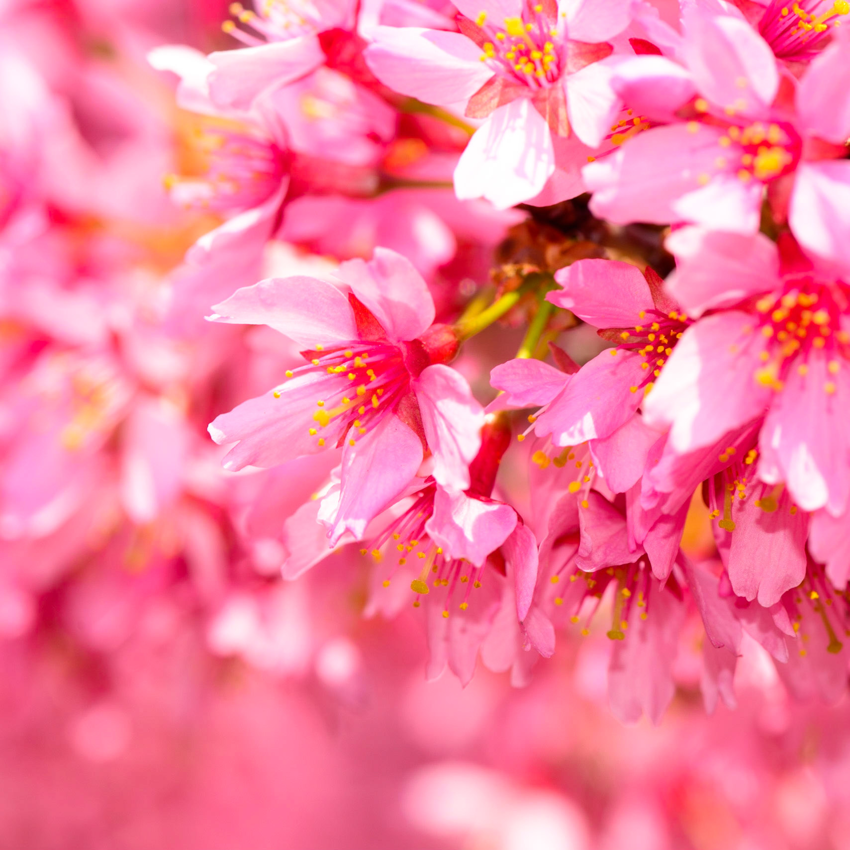 A spring in her step