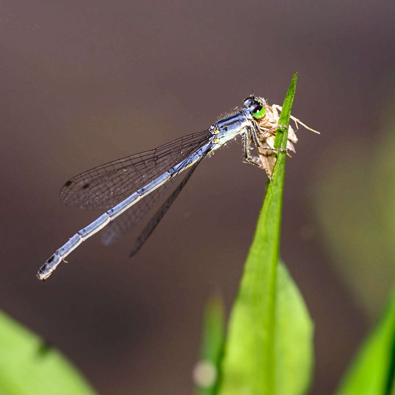 Insectivore