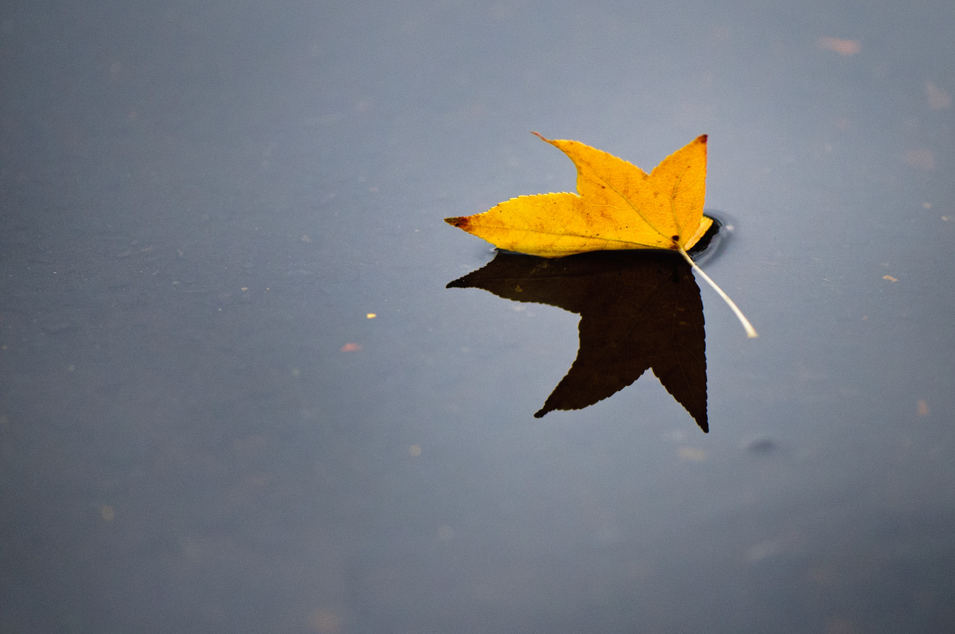 A dark reflection