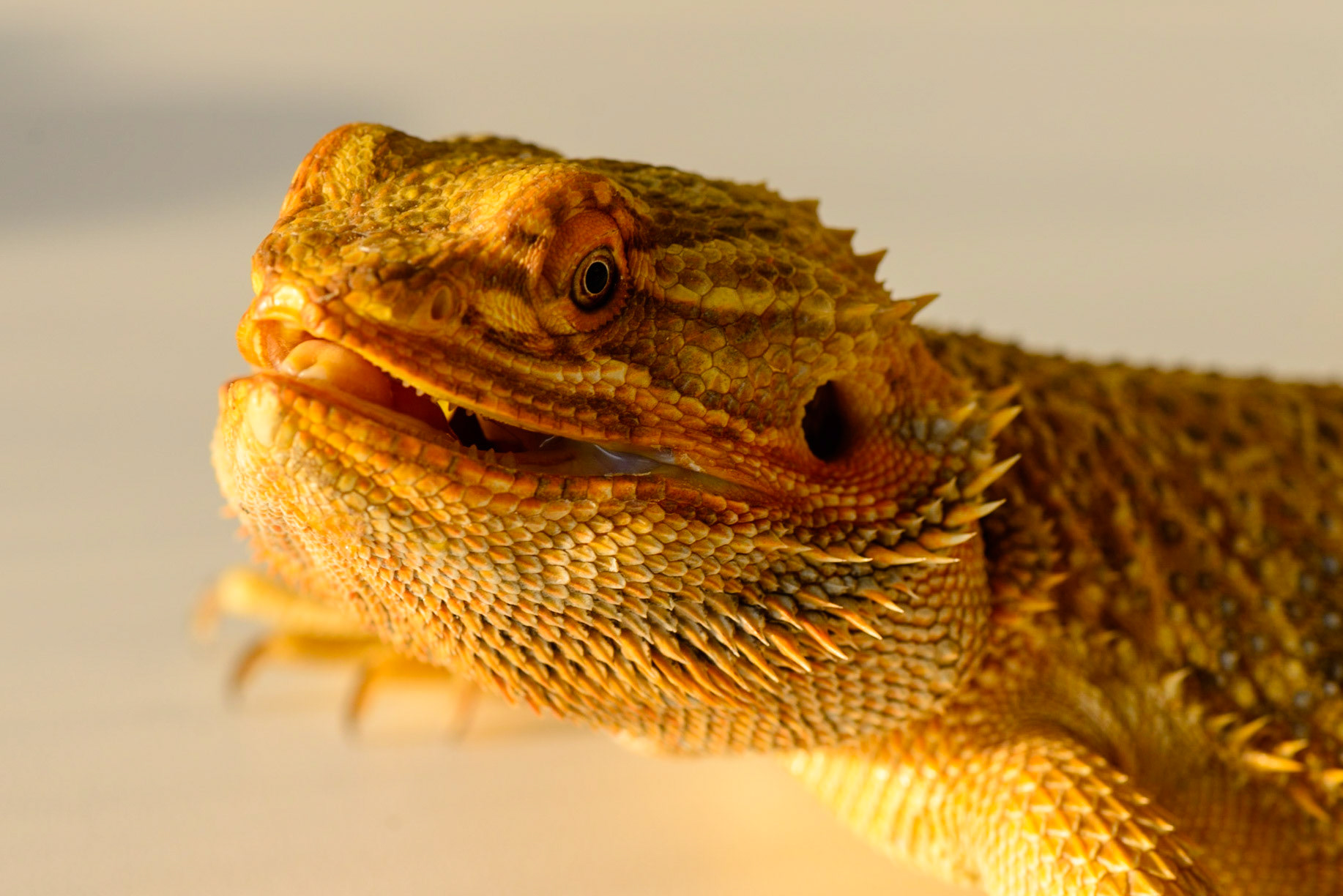 Rex is smiling for the camera