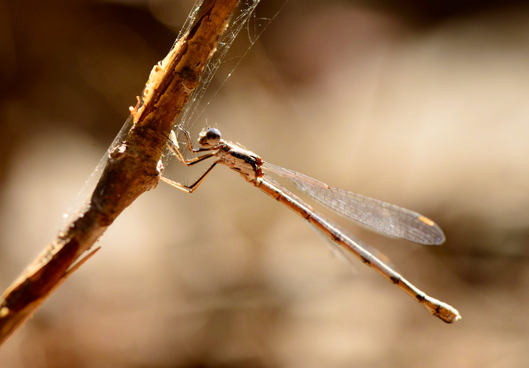 Damsel