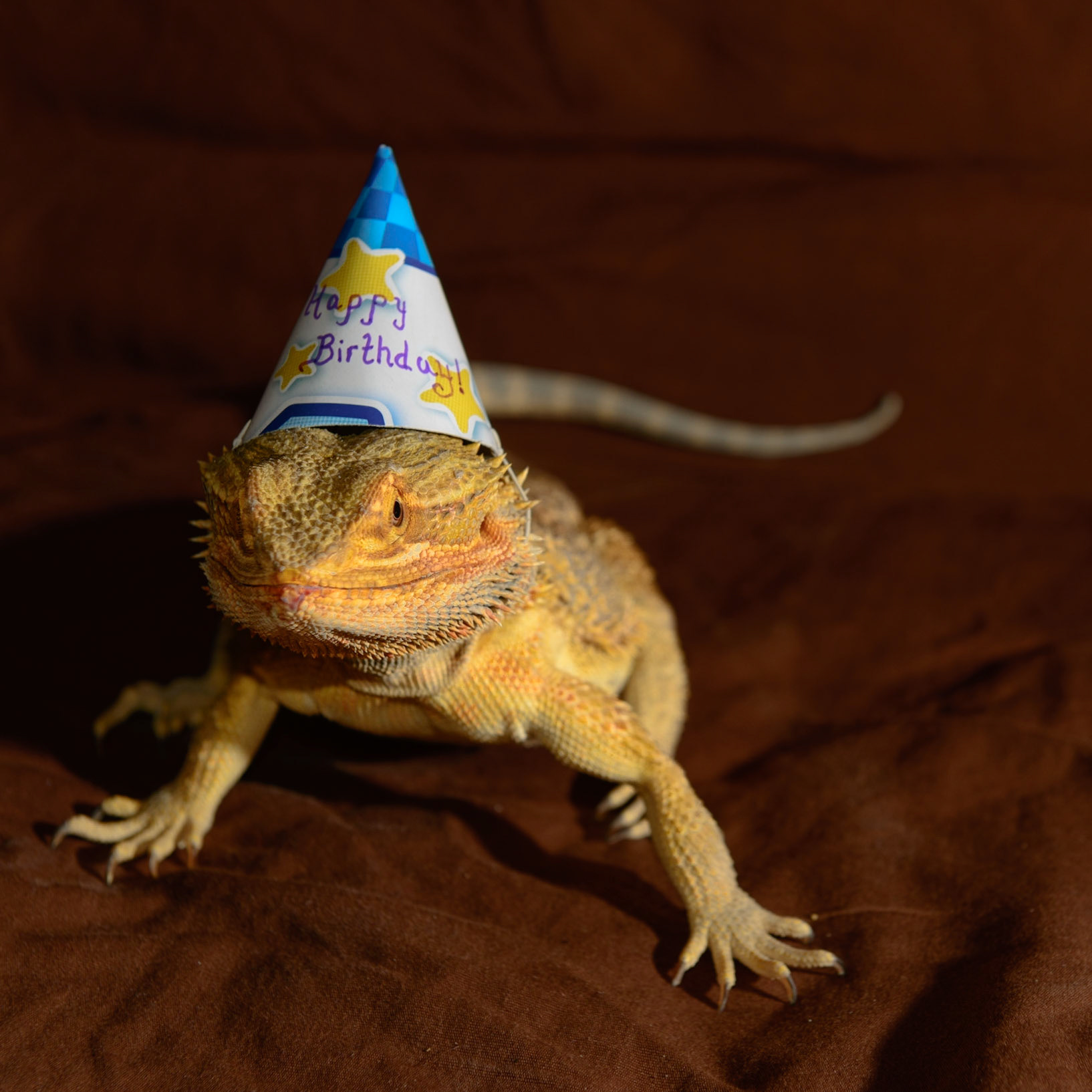 Happy Birthday to Rex!