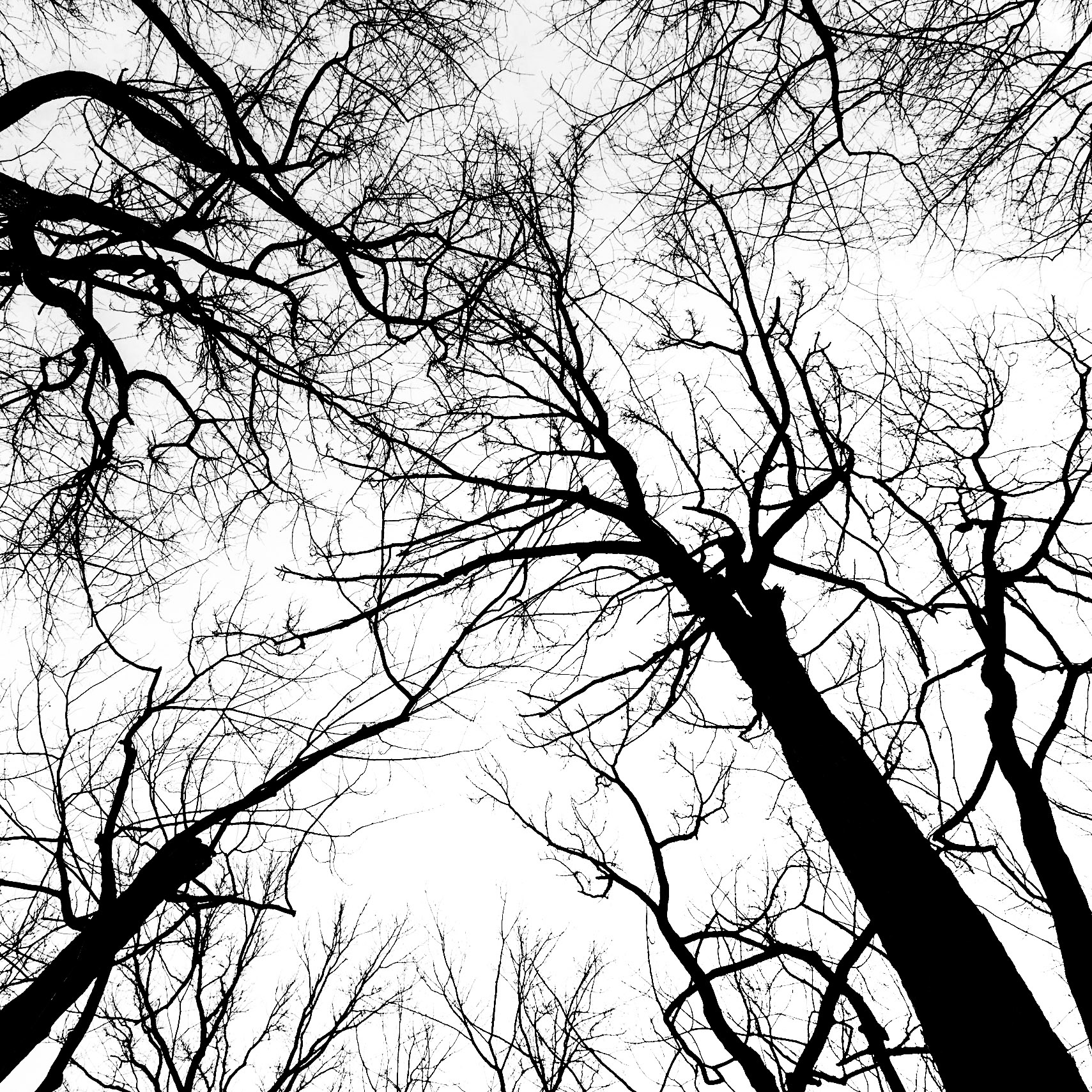 Winter's Last Dance