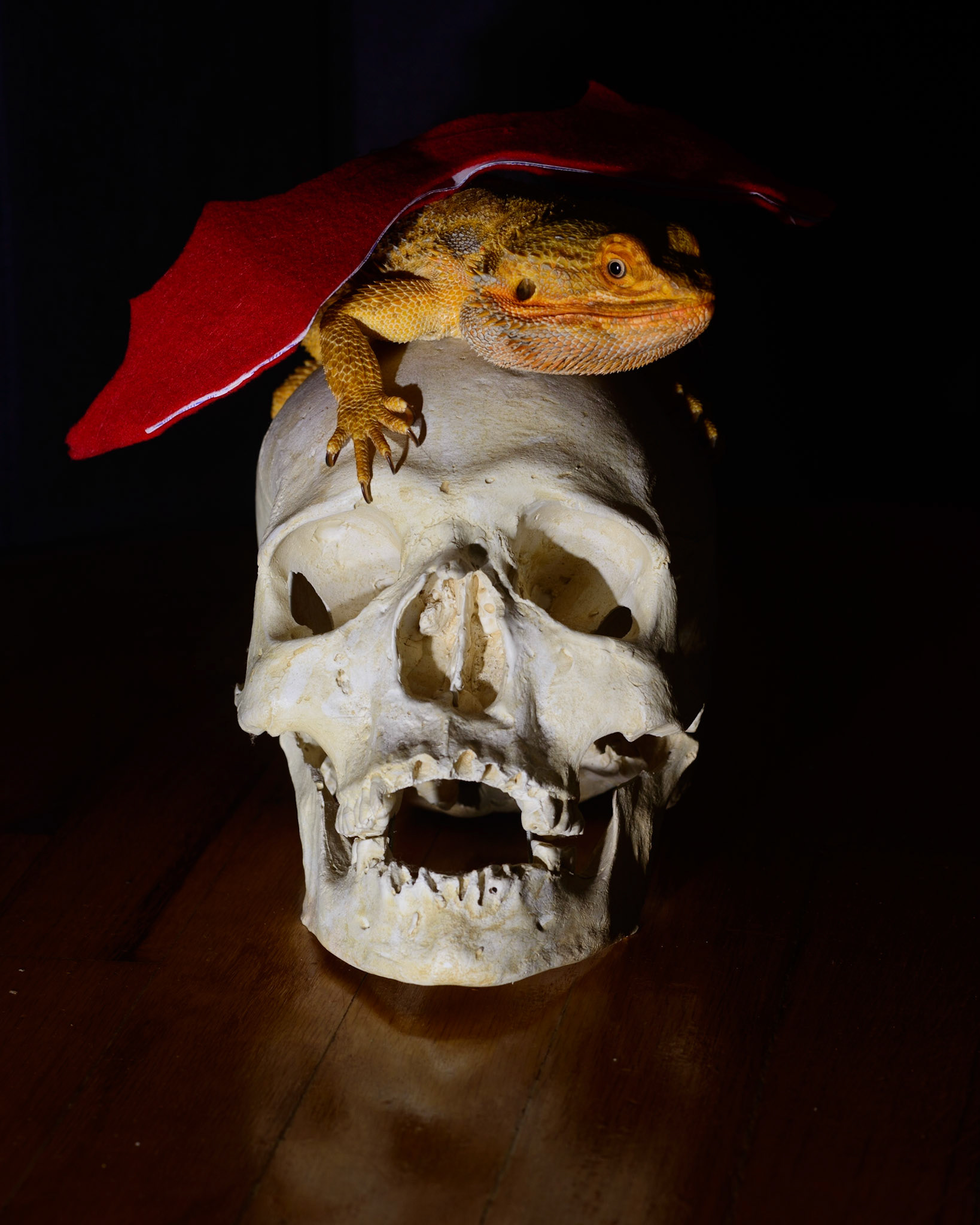 The Mighty Dragon and the Defeated Knight