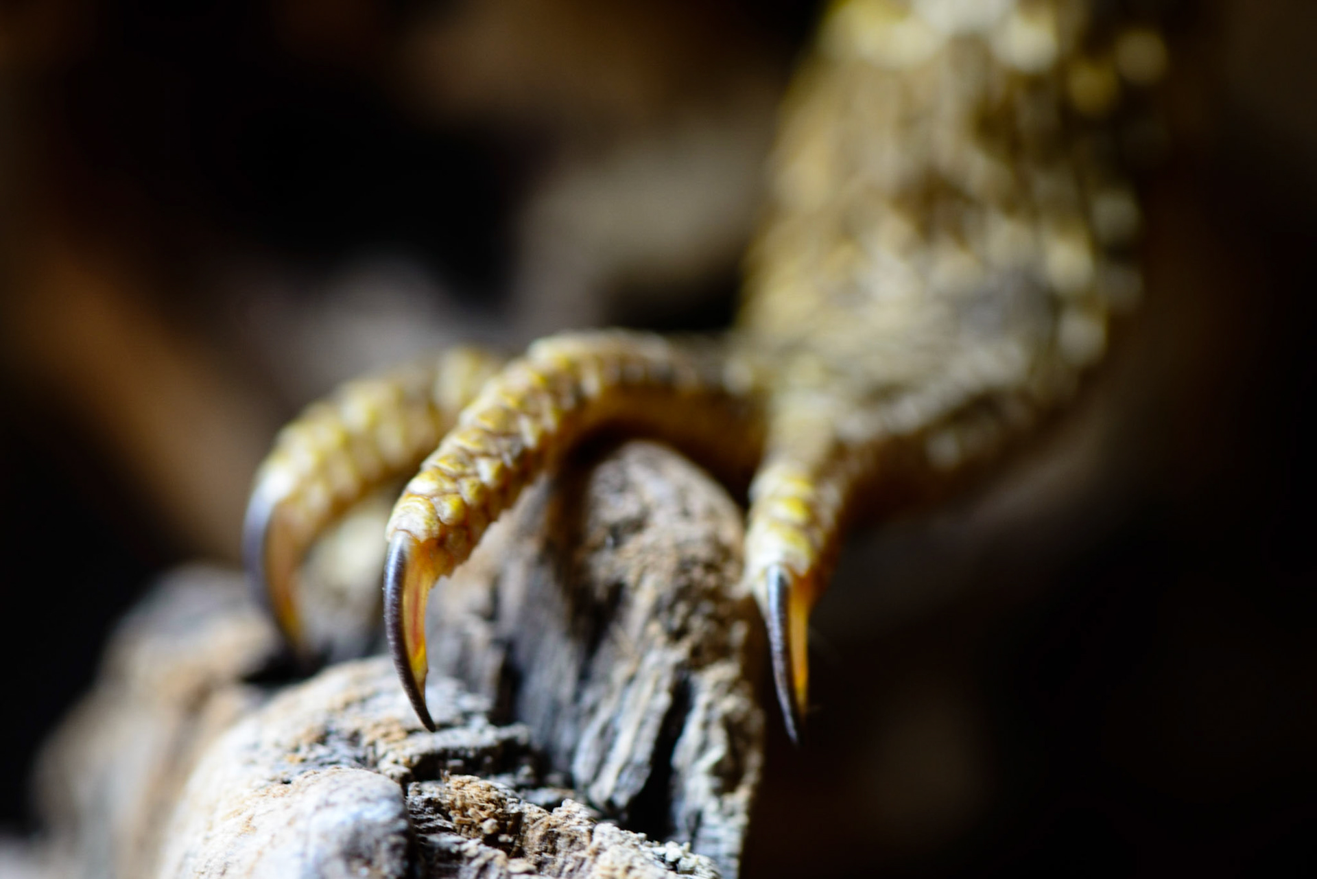 Talons