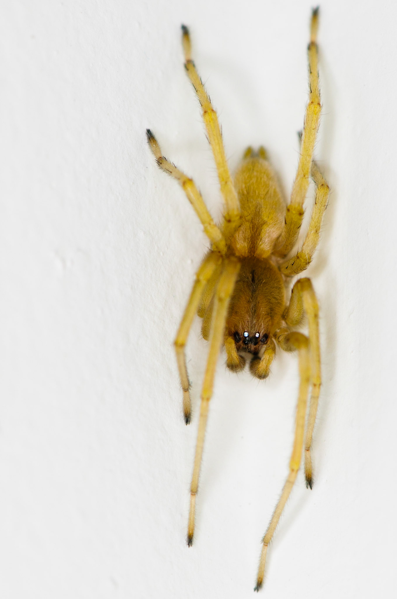 Creepy Crawly