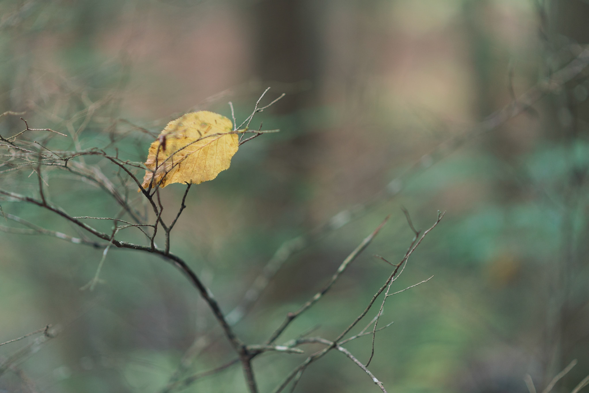 Lonesome