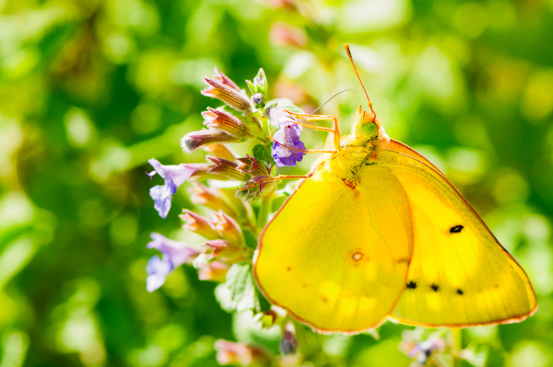 In yellow