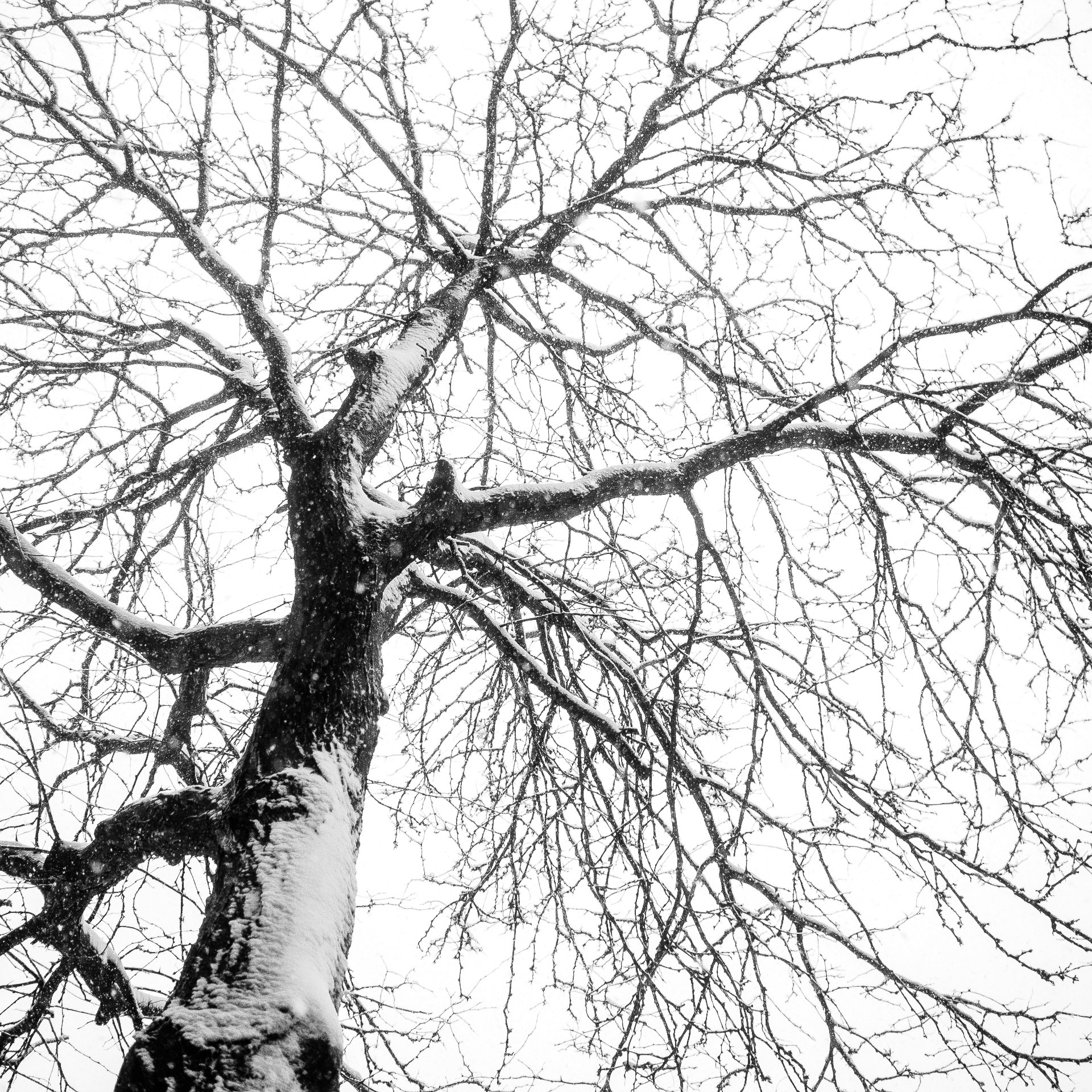 Winter's Toll