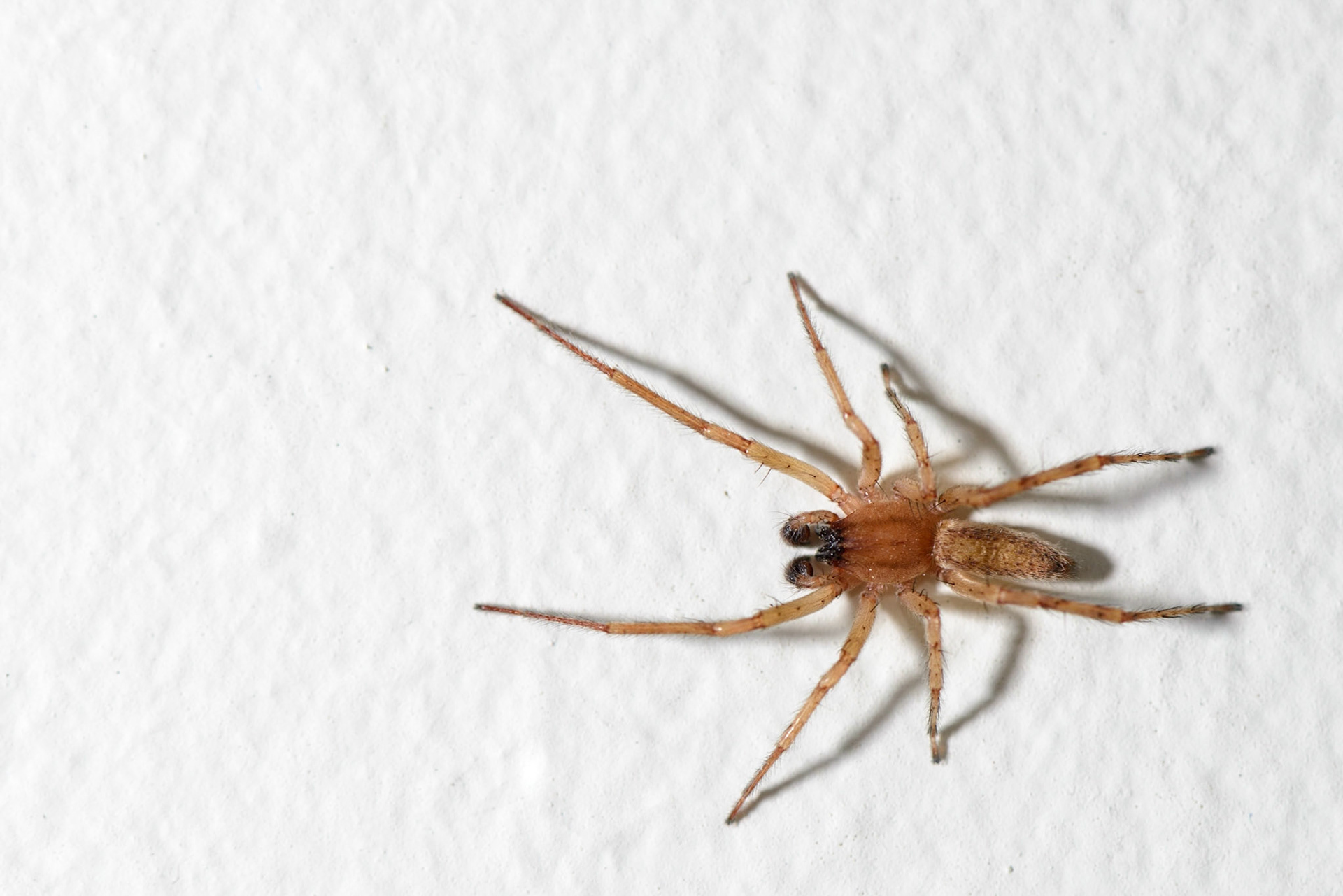 Every Spider Is Some Spider Mommy's Child