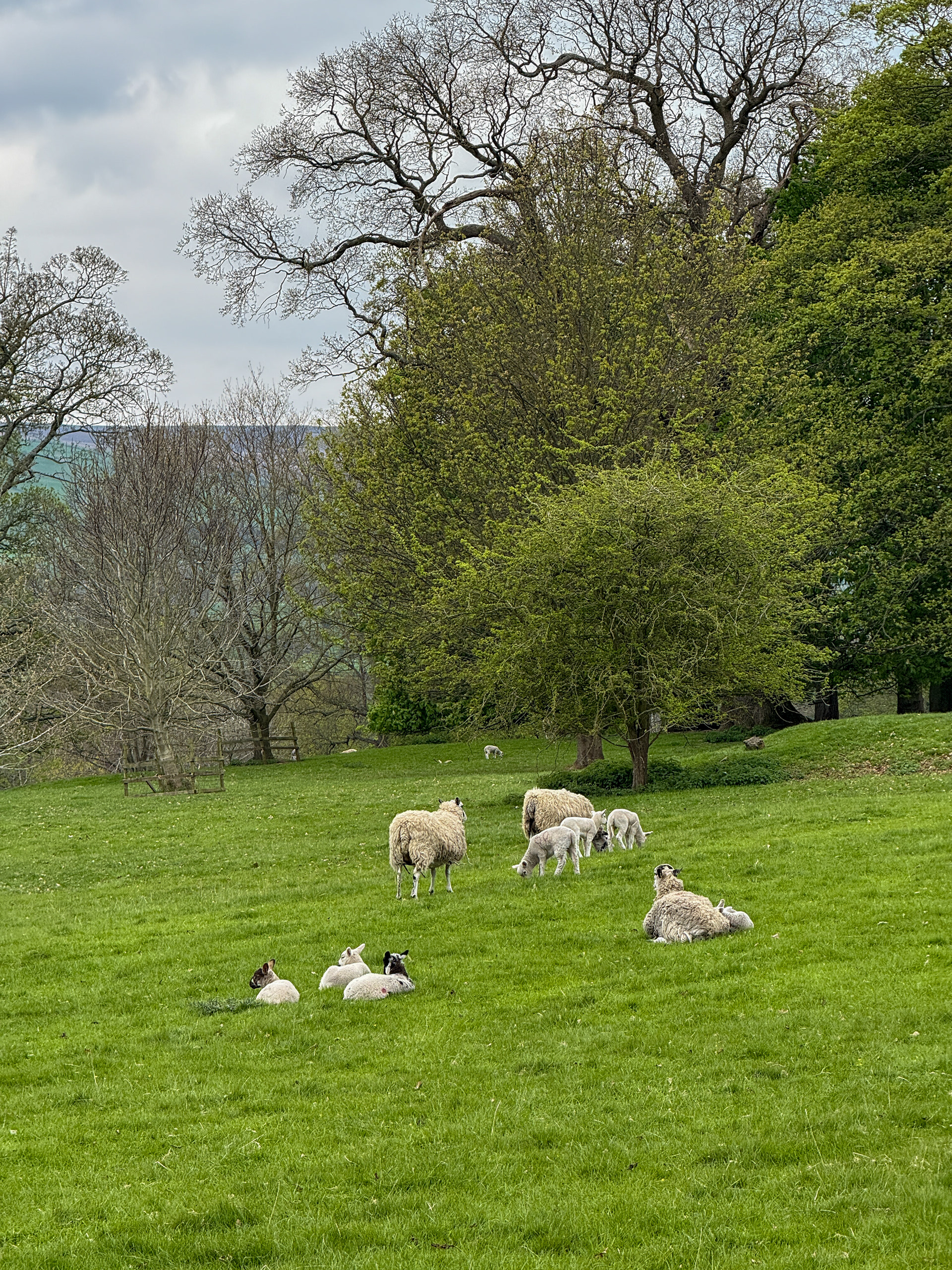 Lots and lots of sheep