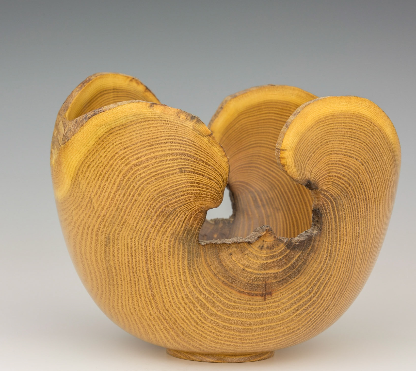 Black Locust Natural Edge Bowl - Diameter: 7 3/4 inches, Height: 6 inches (B40)