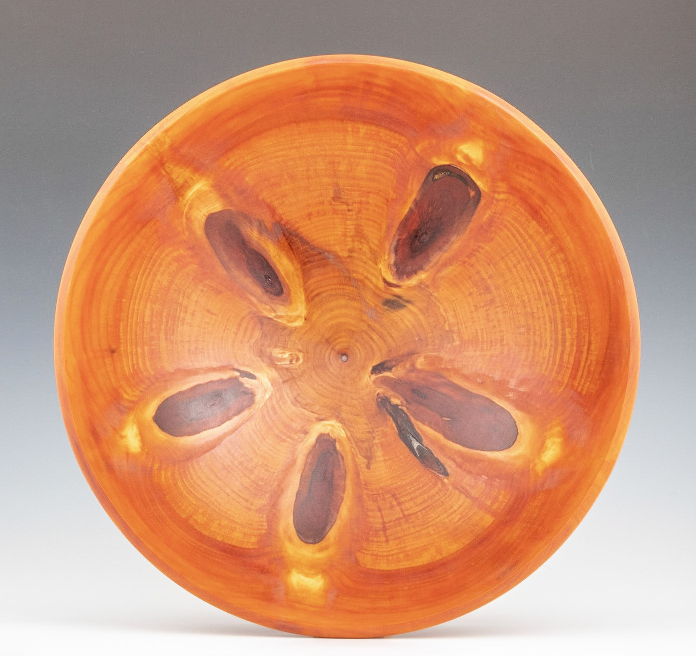 Norfolk Island Pine Hollow Form - Diameter: 14 Inches, Height: 4 7/8 inches (D58)