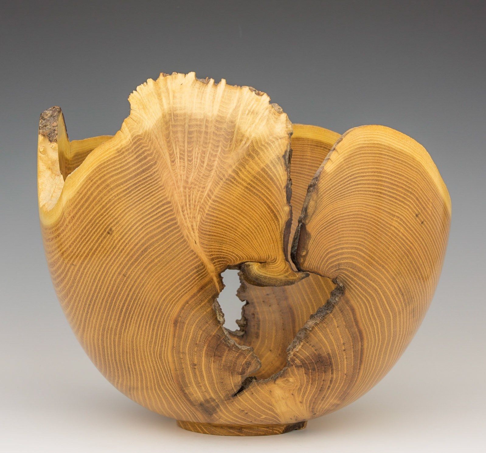 Black Locust Natural Edge Bowl - Diameter: 10 1/4 inches, Height: 8 3/4 inches (B39)