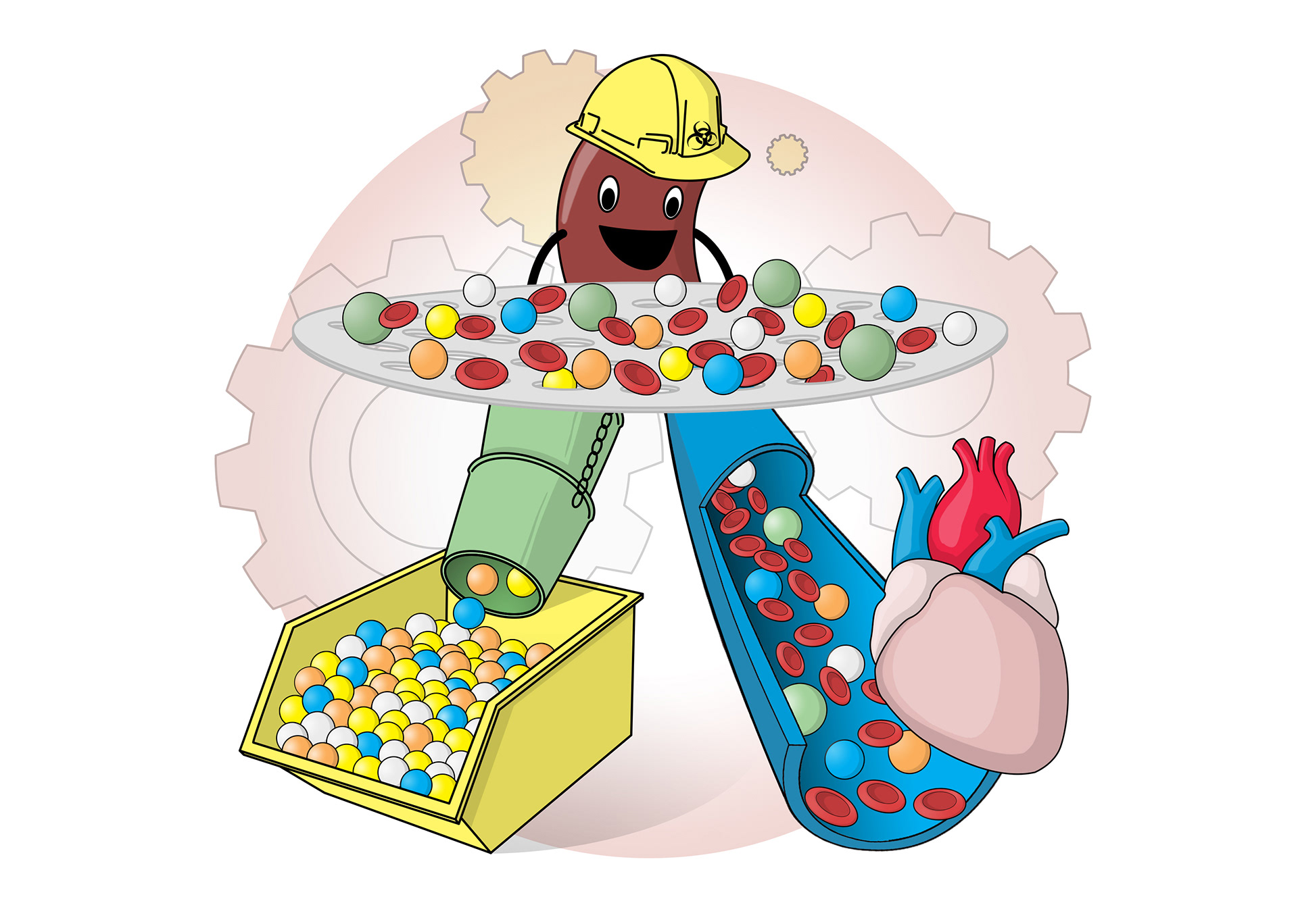 The kidneys clean blood