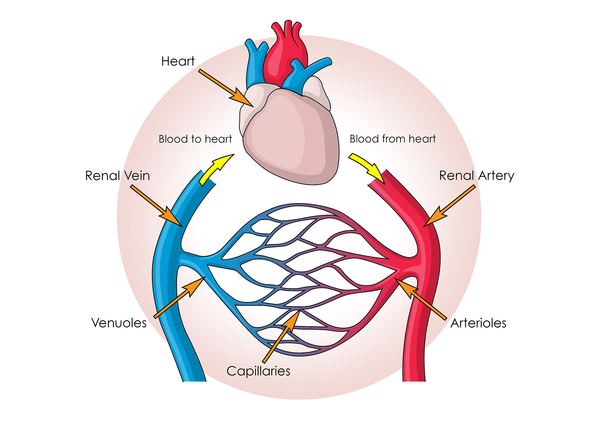 Branching of renal artery into capillaries