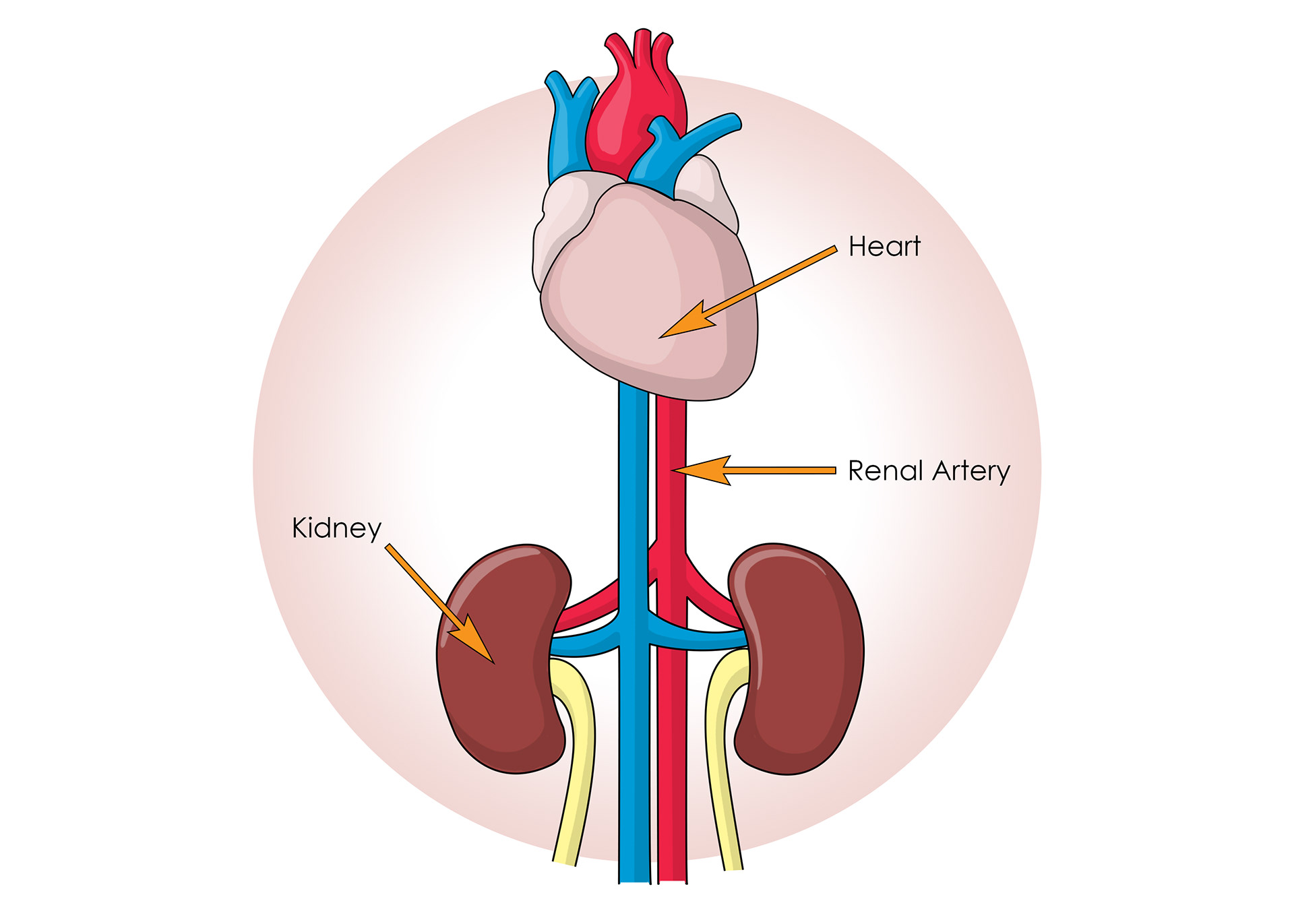 Blood supply from the renal artery
