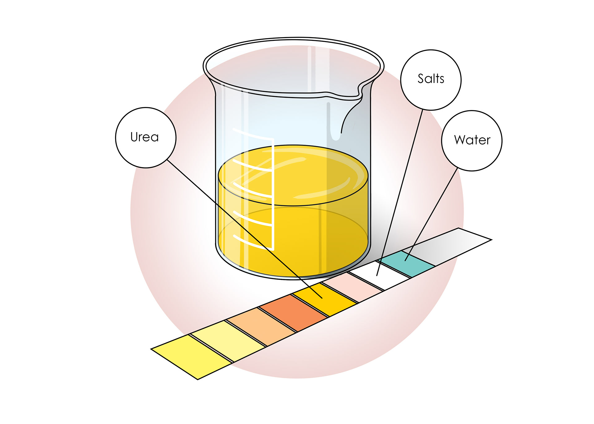 Urine should only contain waste products