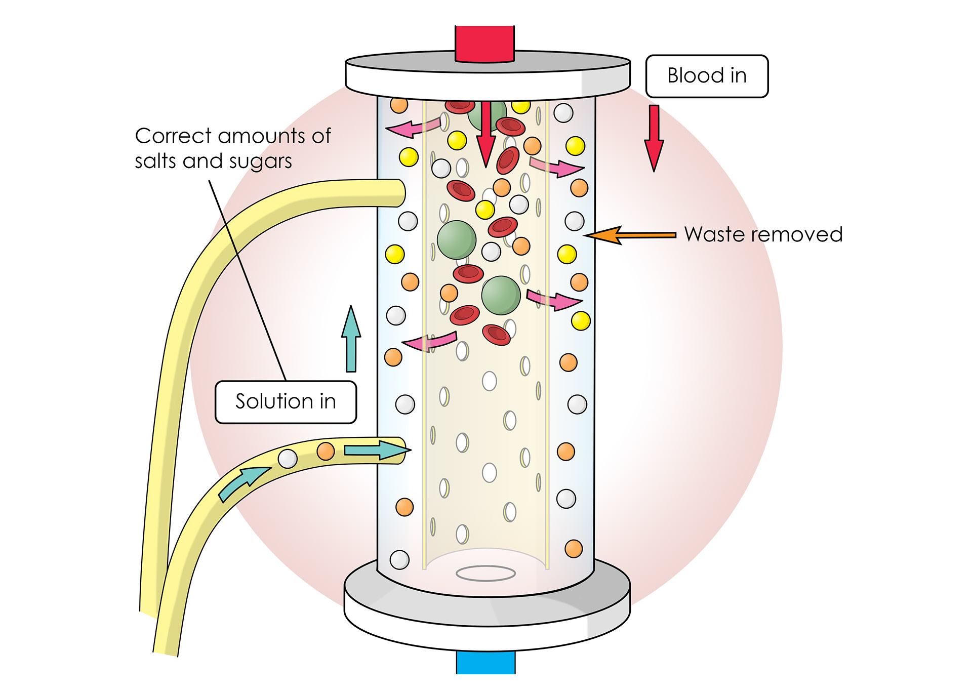 Blood passes through and waste removed