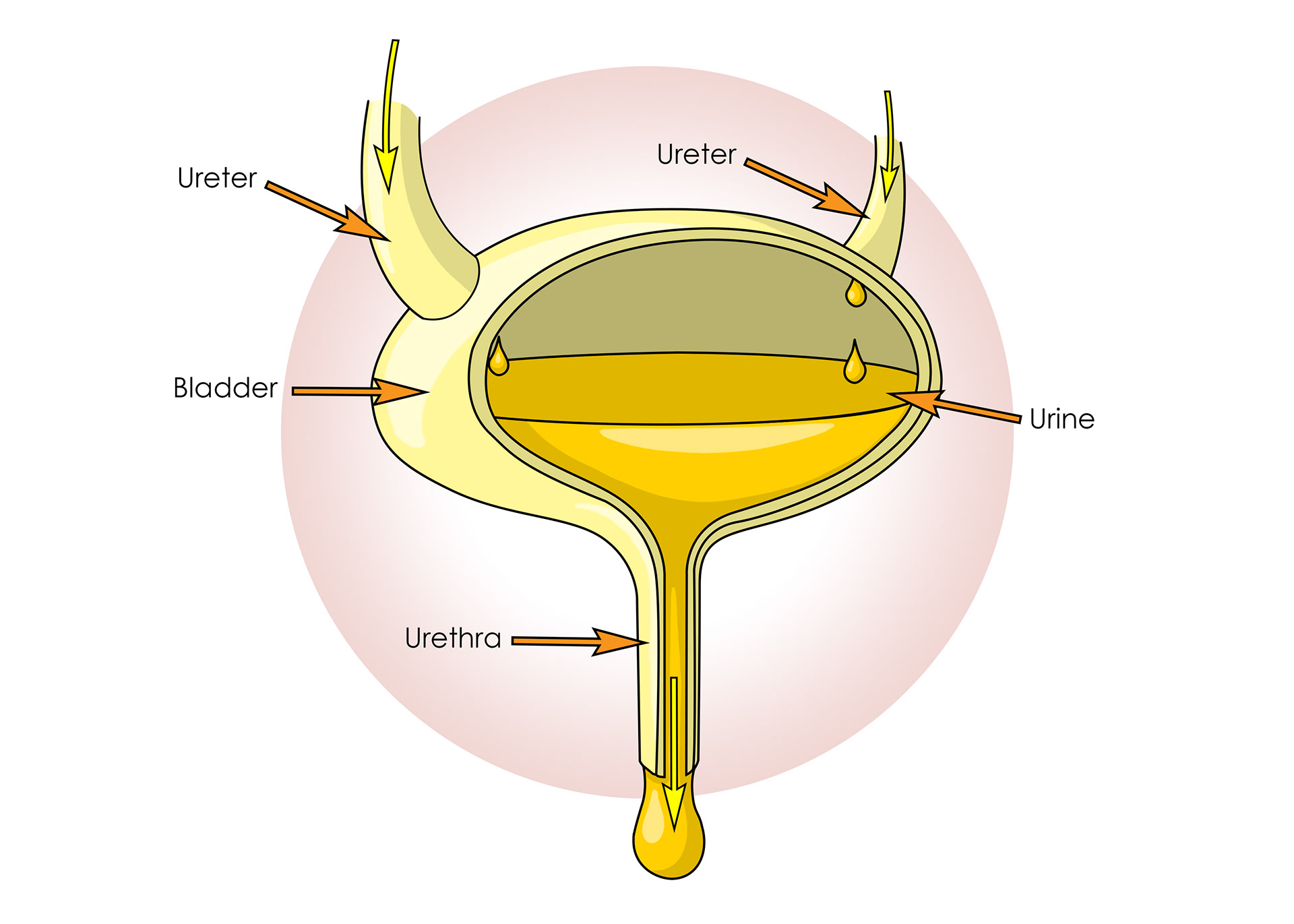 The bladder
