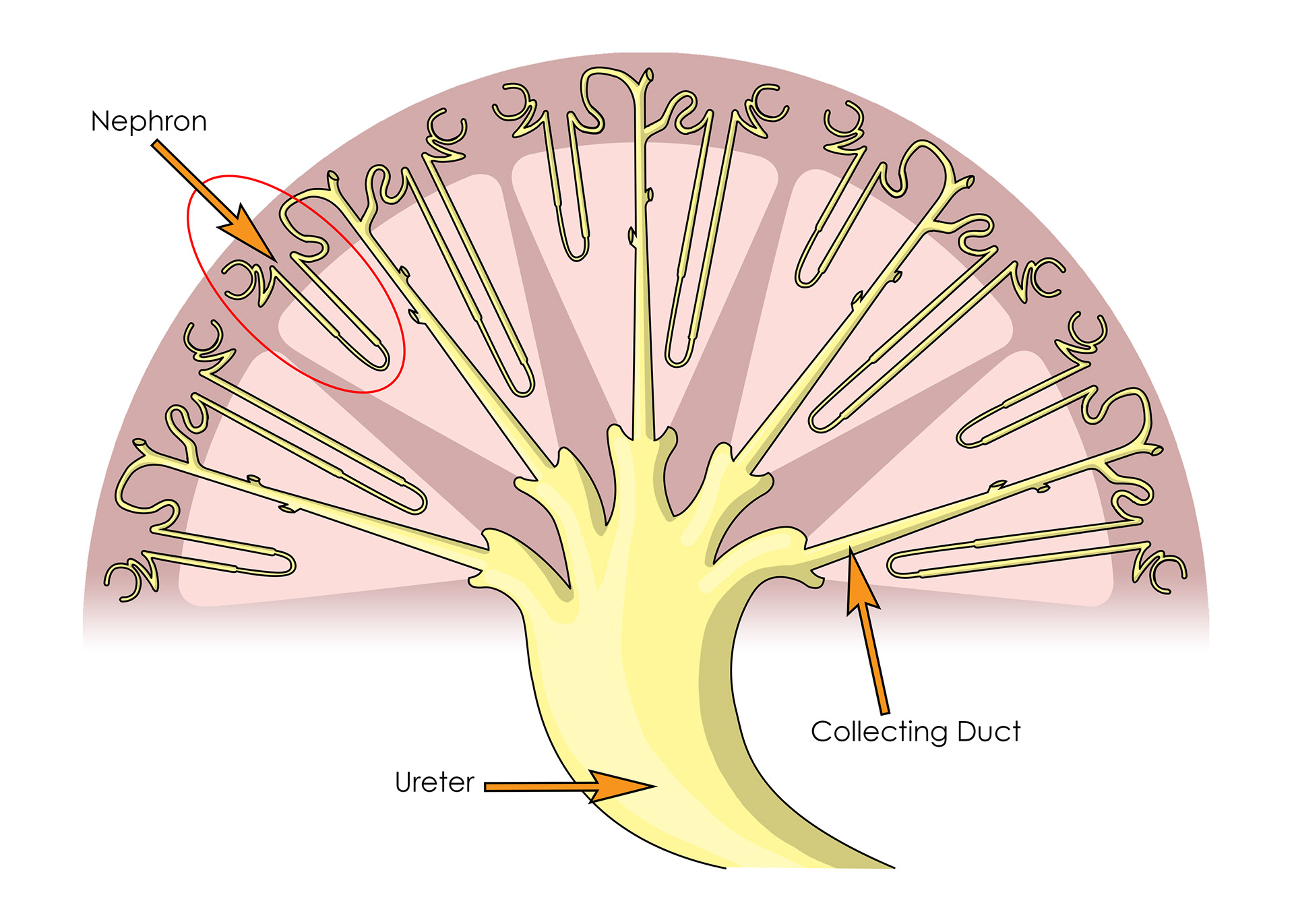 The ureter - branches into collecting ducts & then nephrons