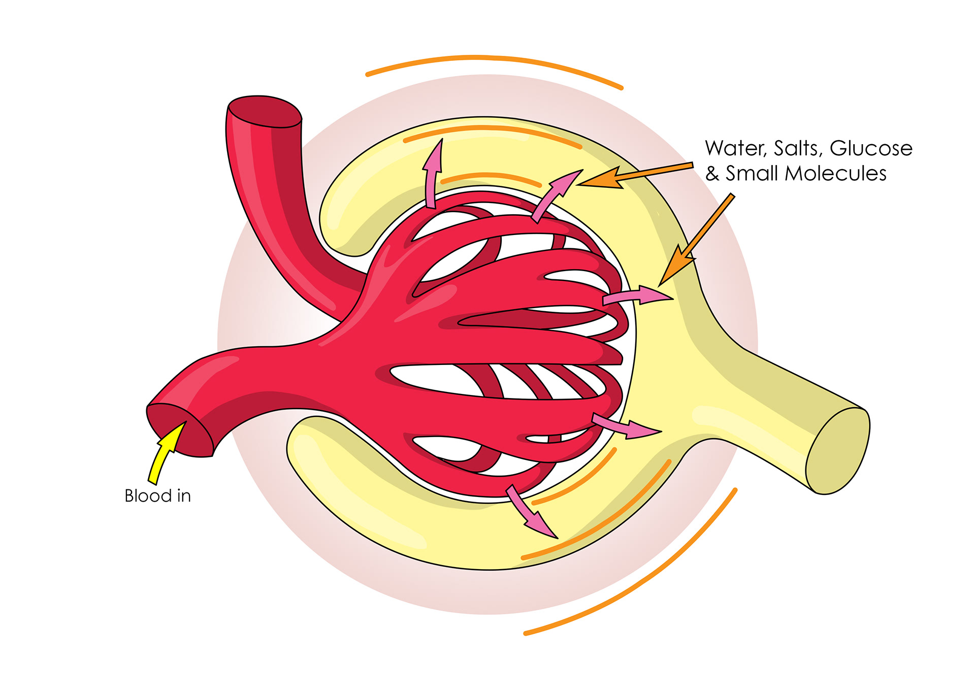 Pressure in capillaries causes ultra filtration