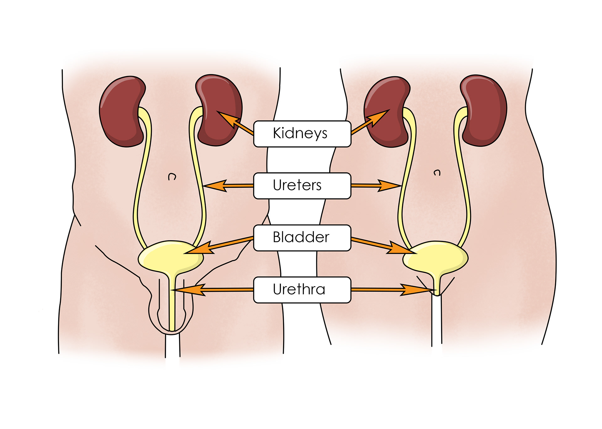 Passing urine - the urethra