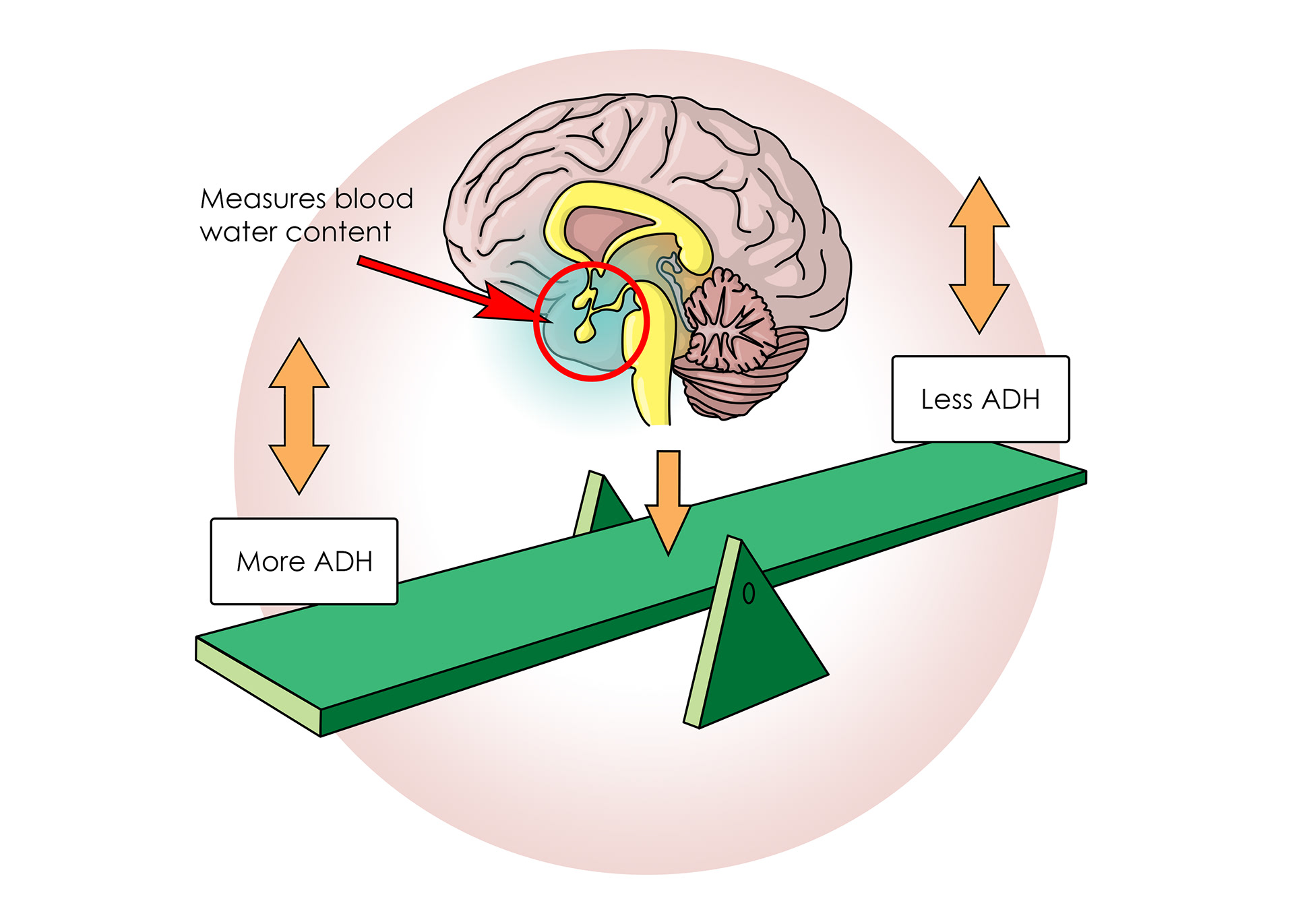 The hypothalamus measure how much water is in the blood