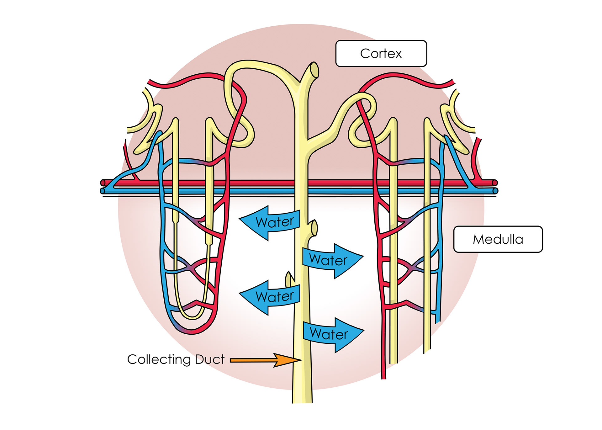 Collecting ducts - where the body reabsorbs water