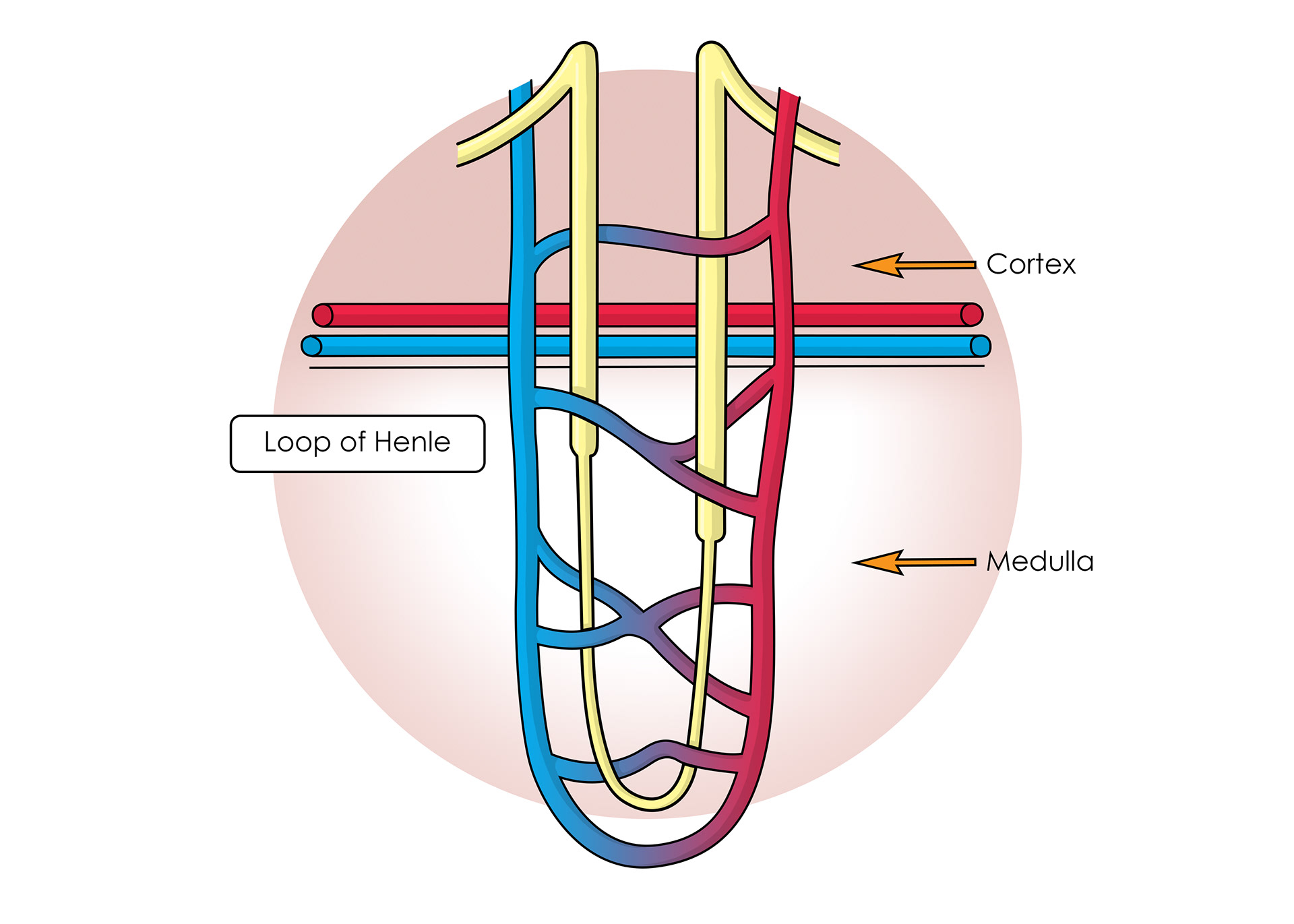 The loop of henle