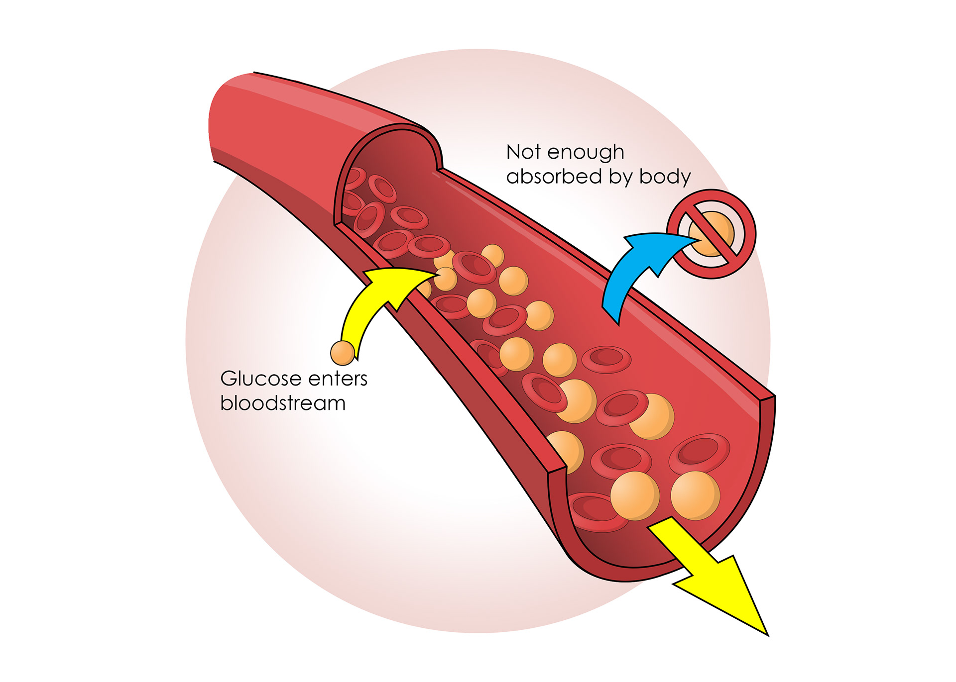 Diabetics can't control the amount of glucose in their blood