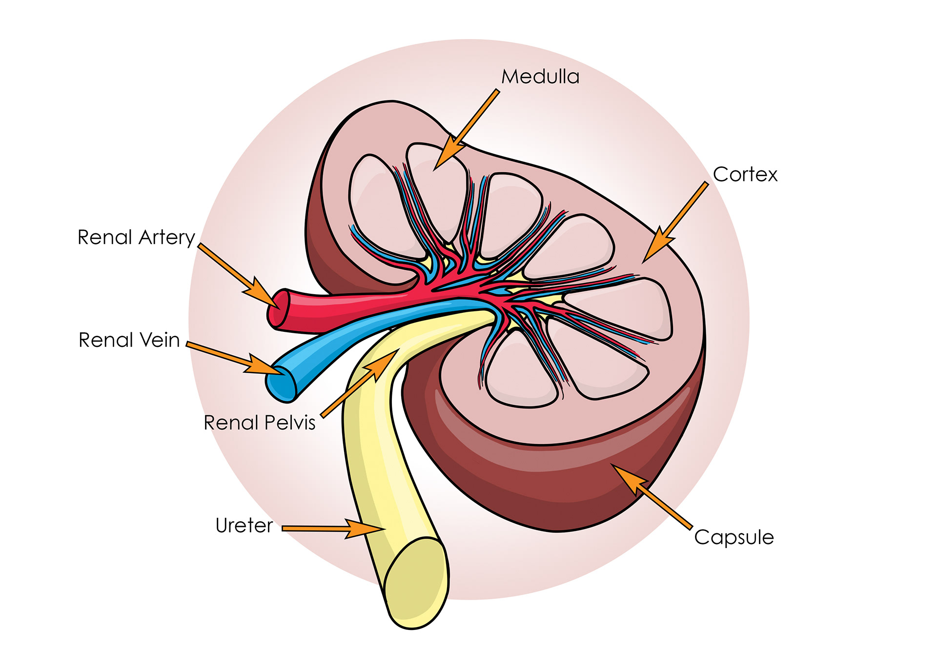 Kidney layers