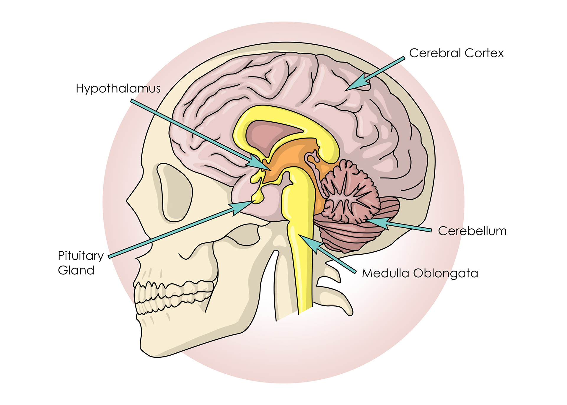 The brain