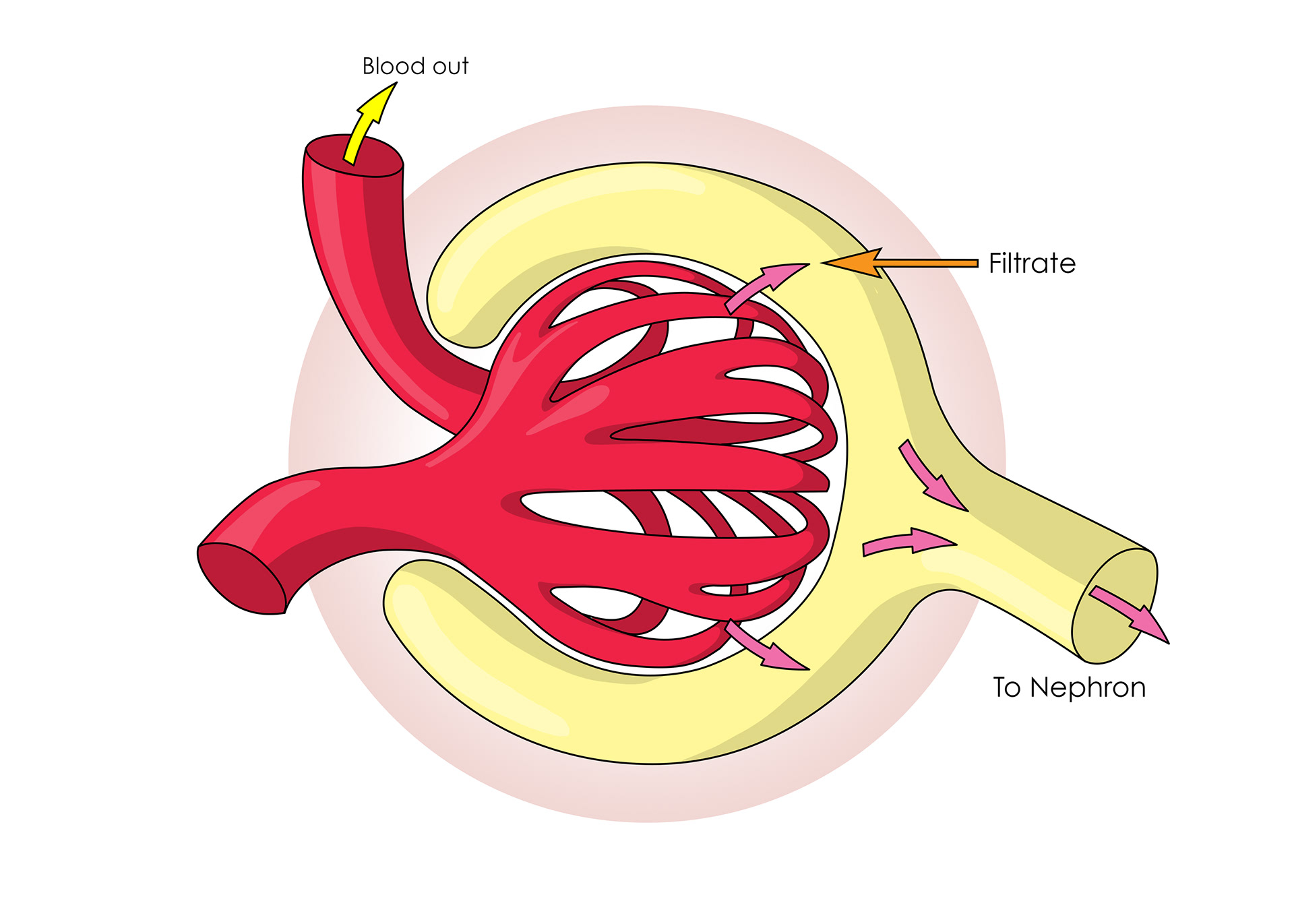 The liquid forced out is called the filtrate