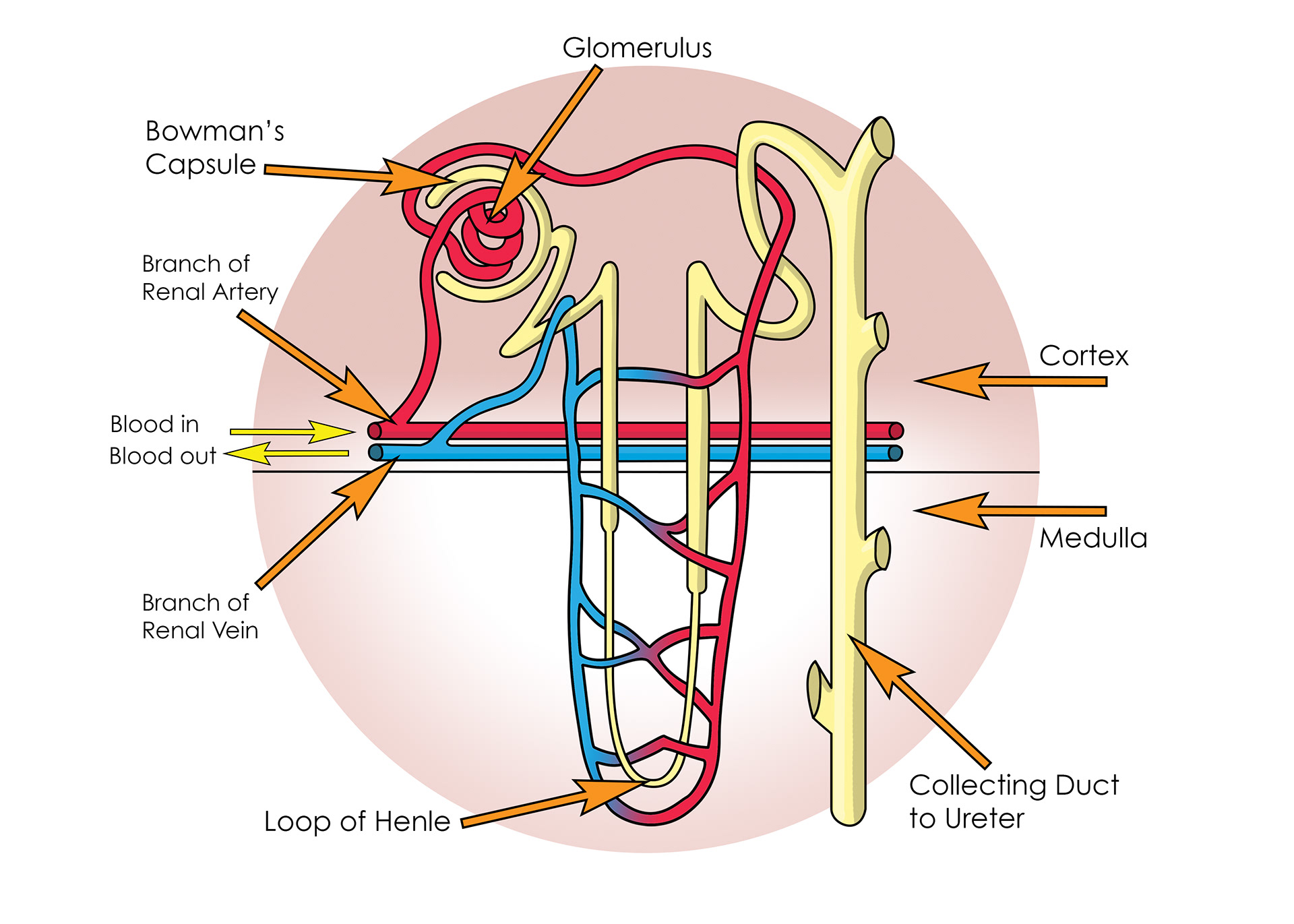 Nephrons