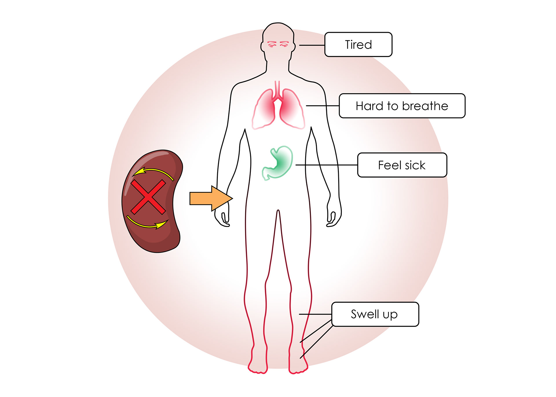 If they don't work properly toxins build up in the body
