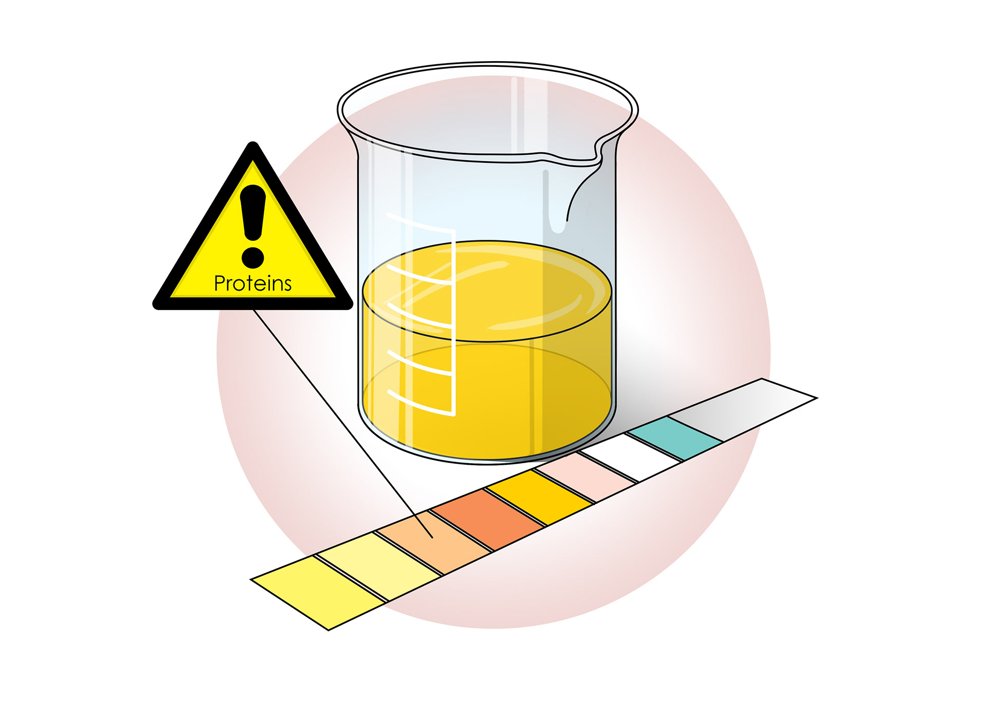 Proteins and cells are too big to move into the nephrons - proteins in urine is a bad sign