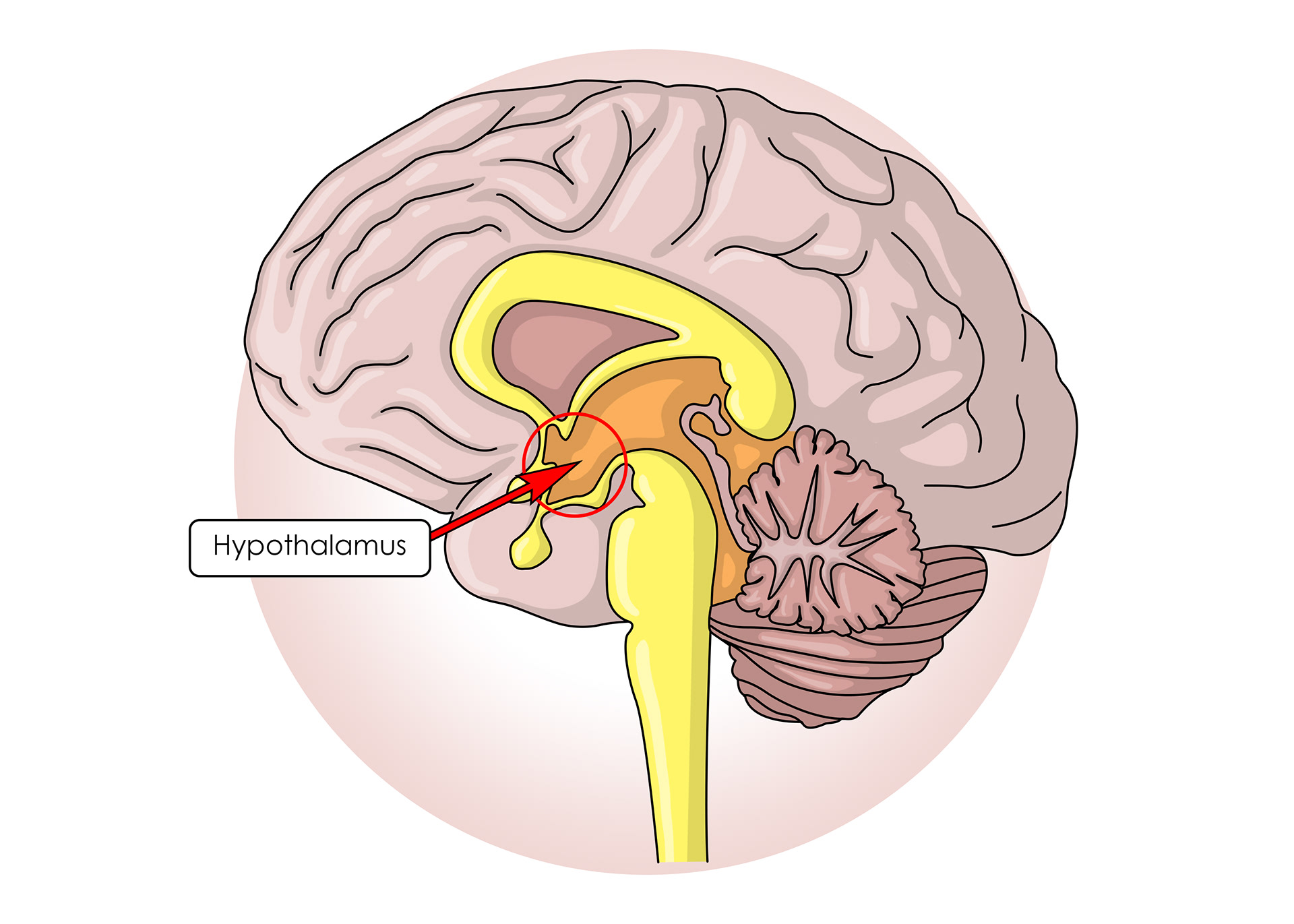 Hypothalamus - controls the pituitary gland