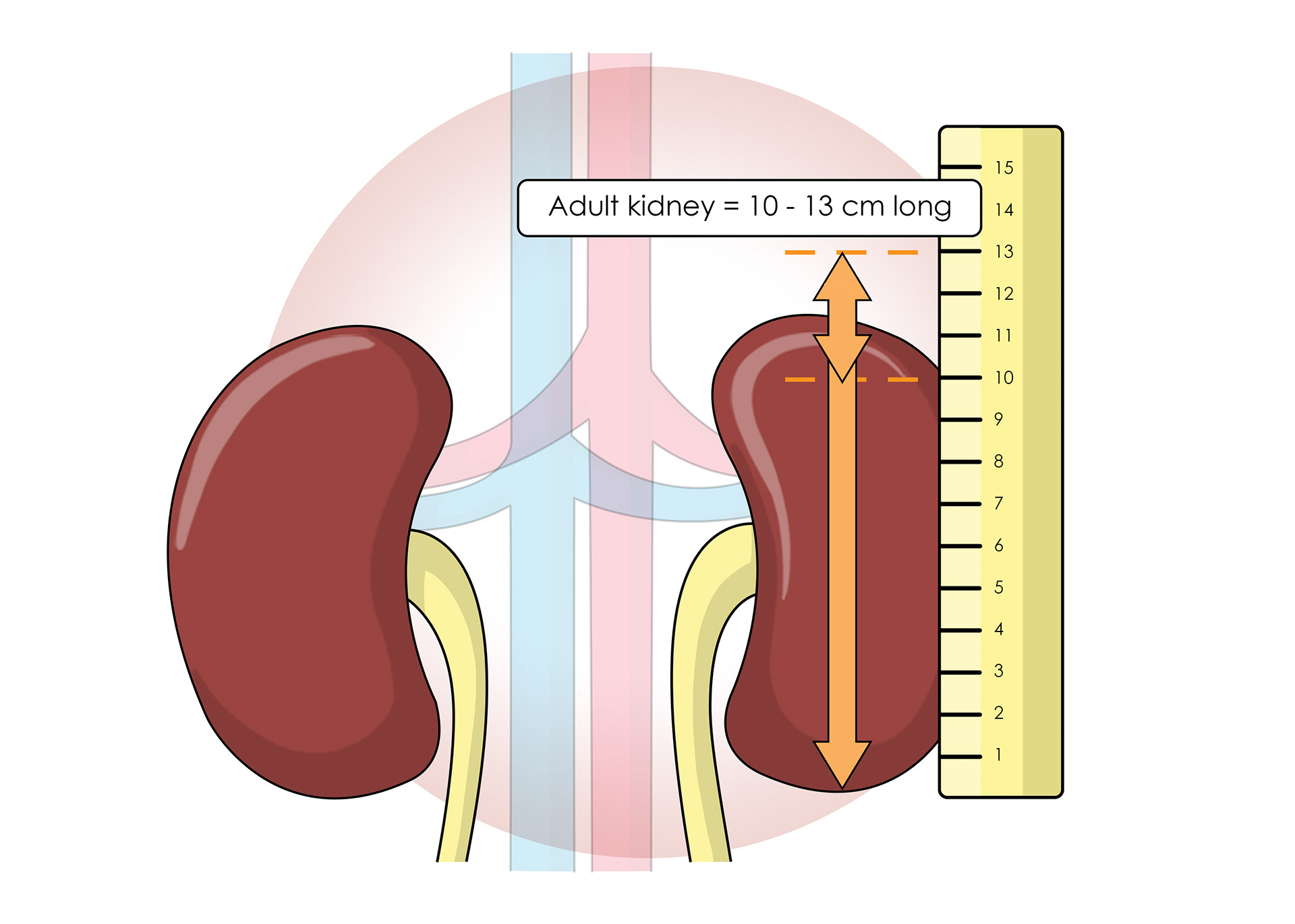 Size of an adult kidney