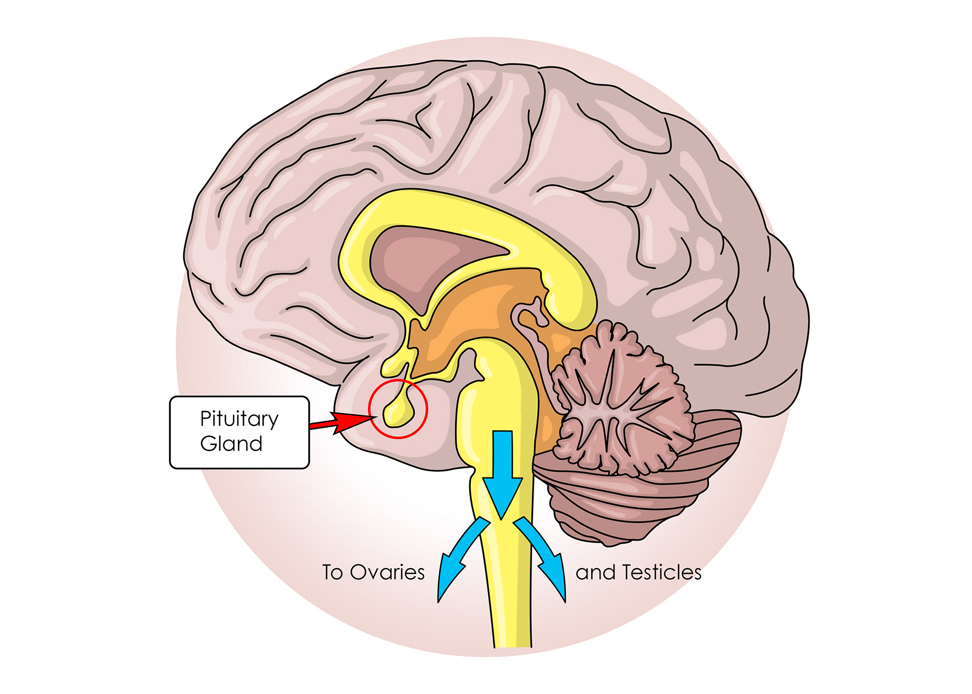 ADH from the pituitary gland travels in the blood