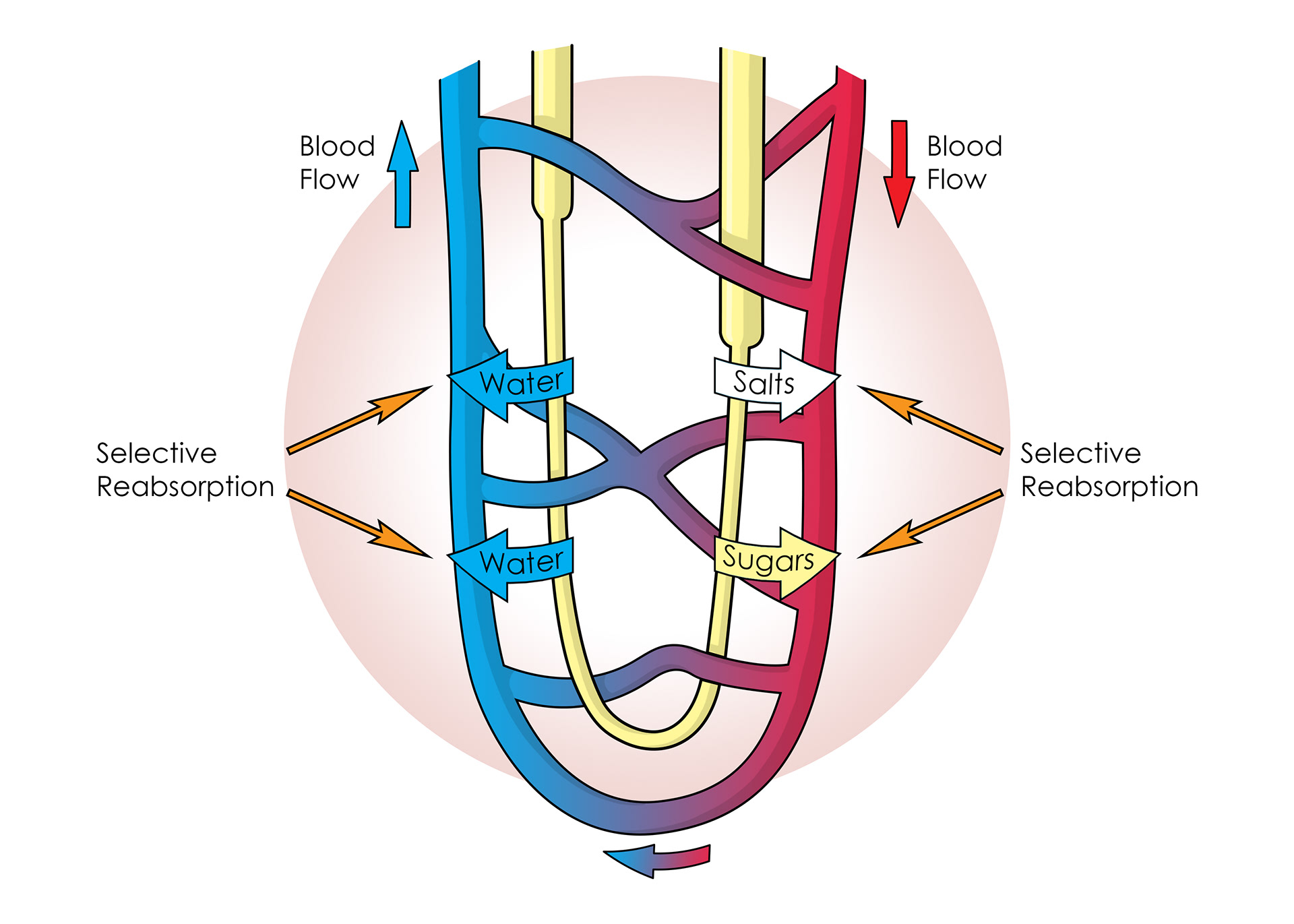 Glucose, salts & water selectively reabsorbed